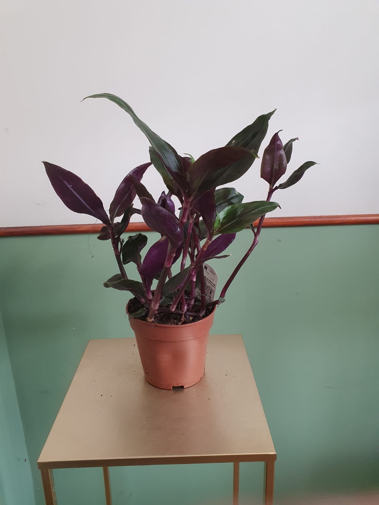 Tradescantia spathacea Roxxo (trzykrotka)