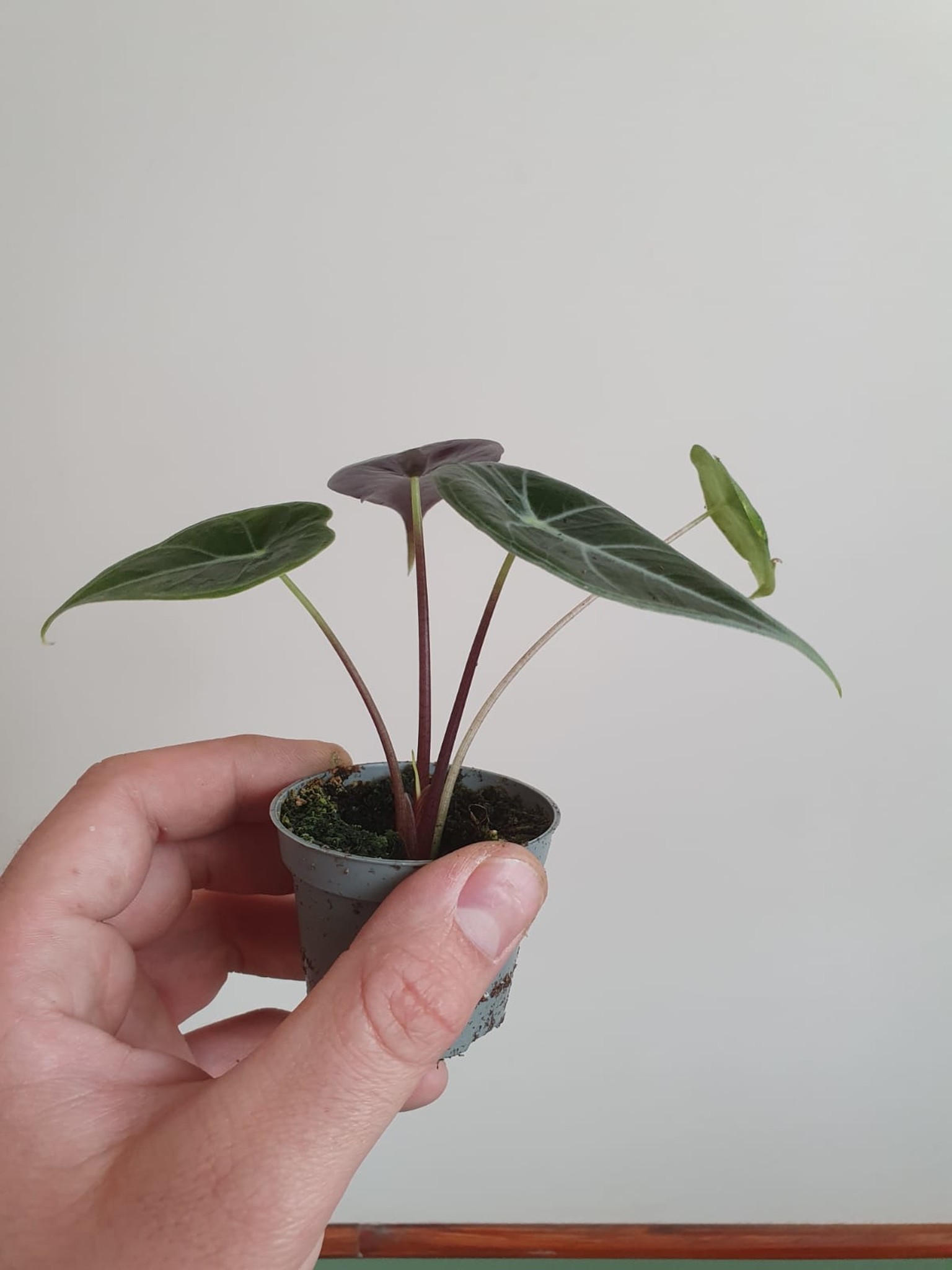 Alocasia Longiloba (mała)