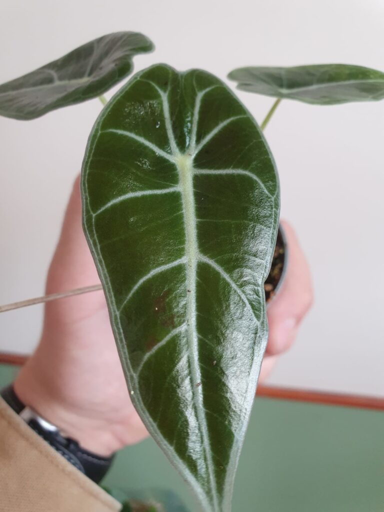 Alocasia Longiloba (mała)