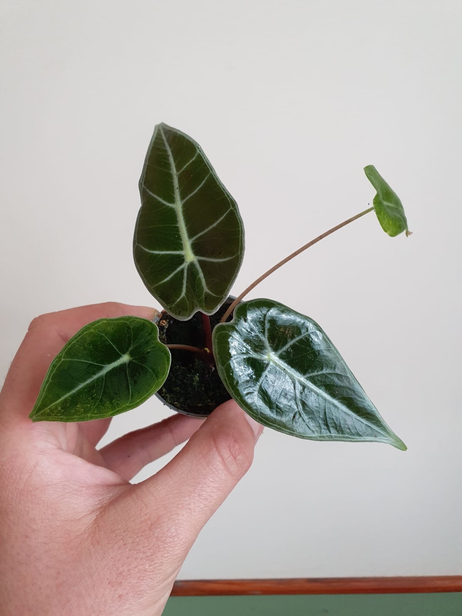 Alocasia Longiloba (mała)