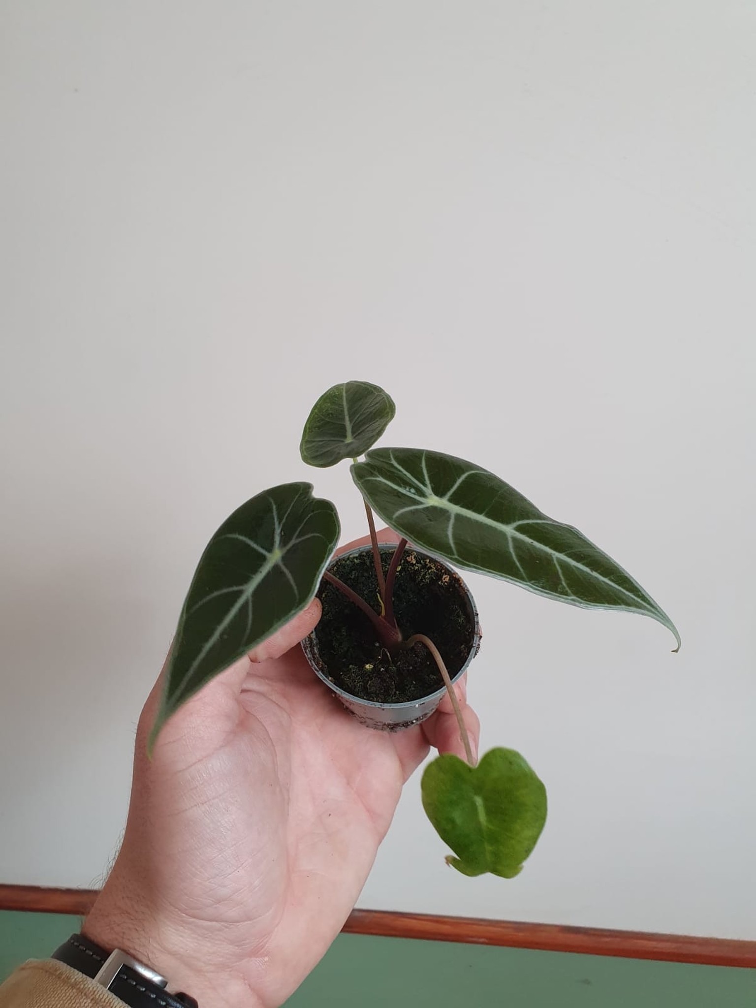 Alocasia Longiloba (mała)