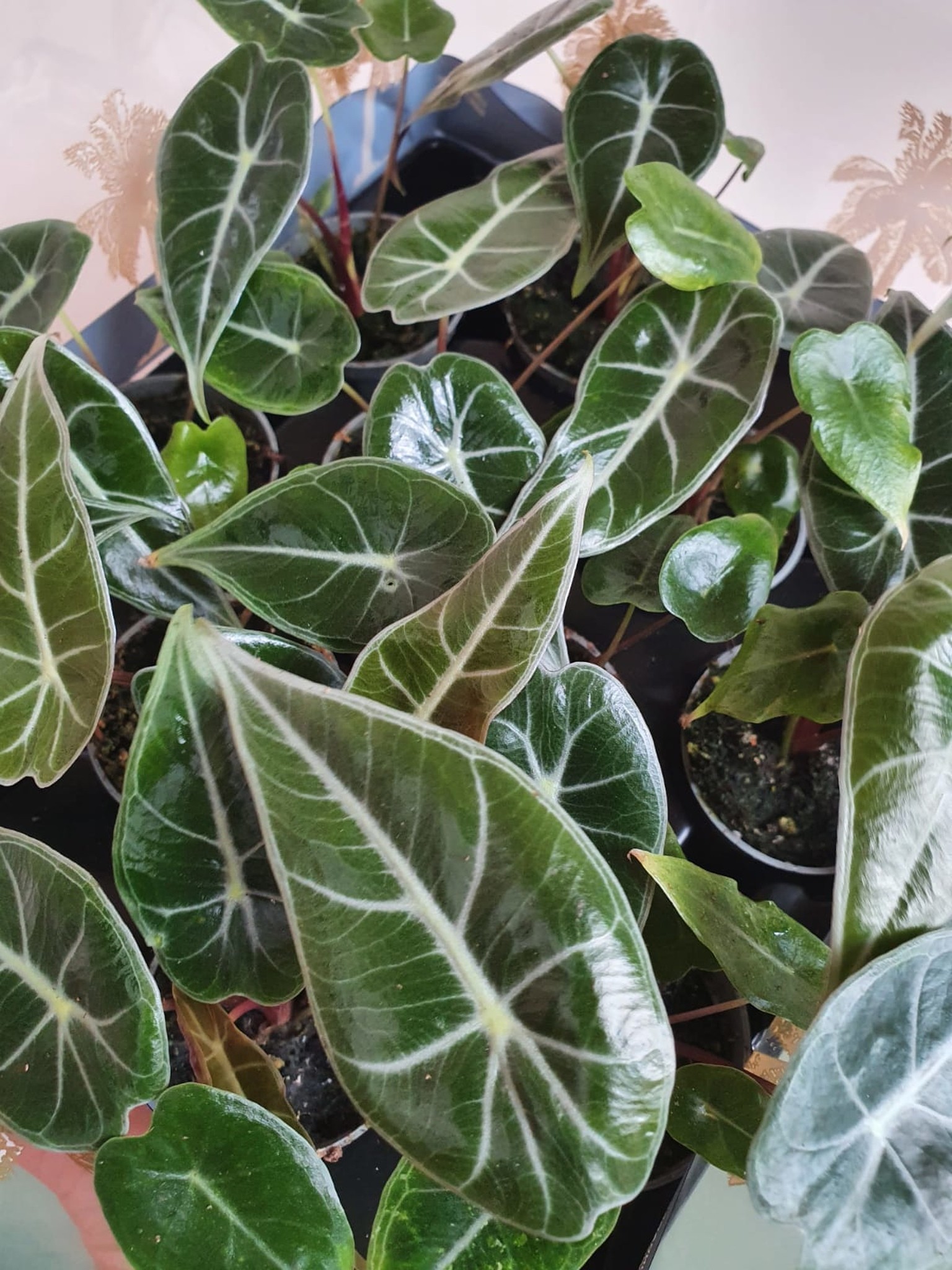 Alocasia Longiloba (mała)