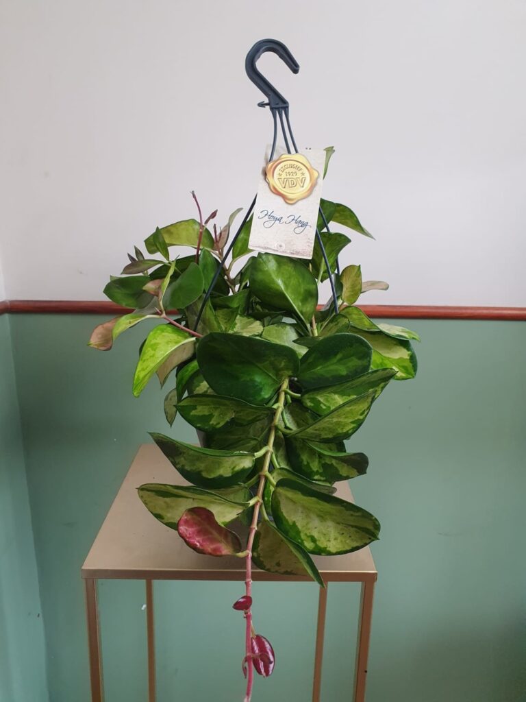 Hoya australis Lisa