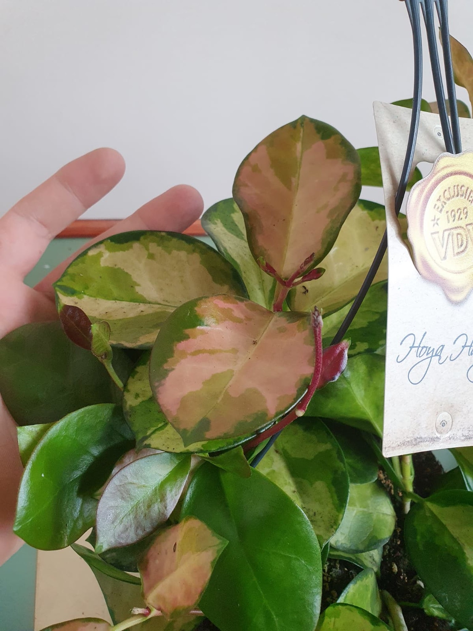 Hoya australis Lisa
