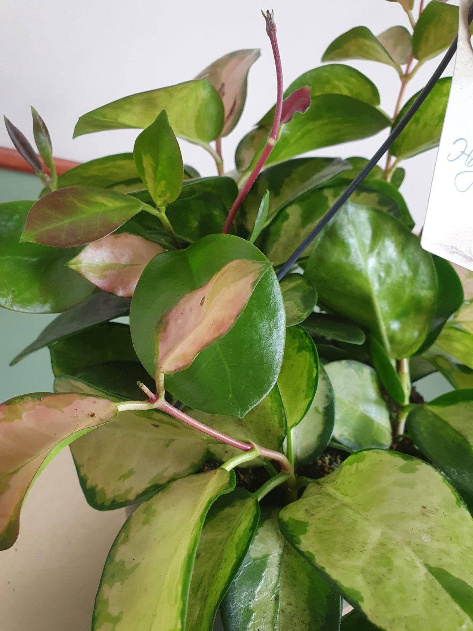 Hoya australis Lisa