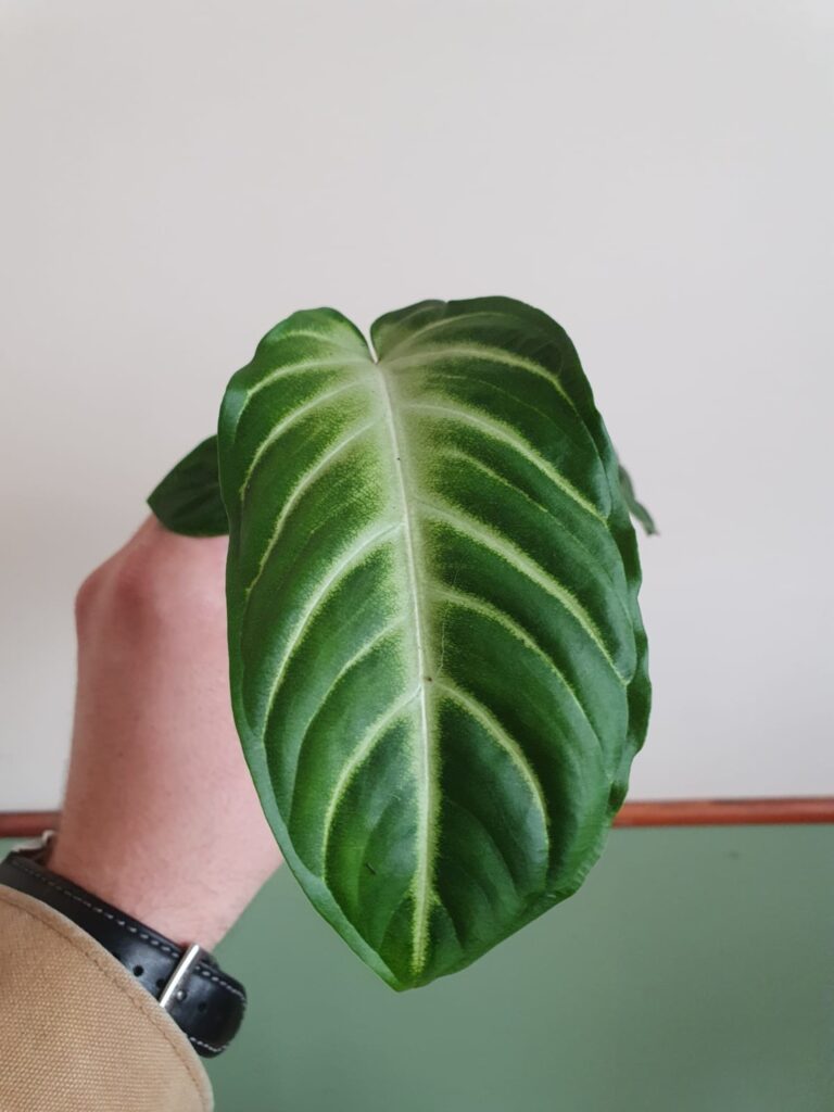 Xanthosoma Lindenii