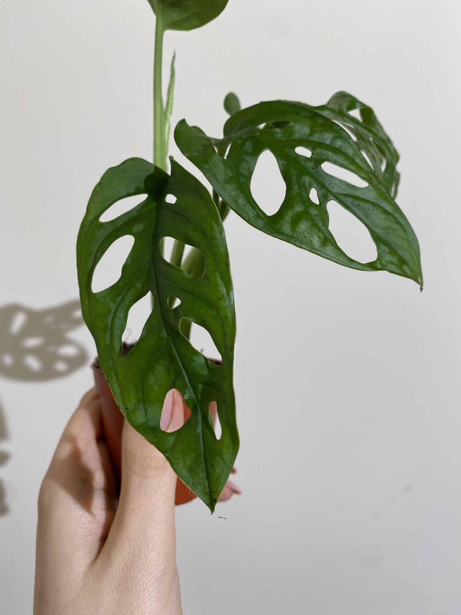 Monstera Monkey Mask