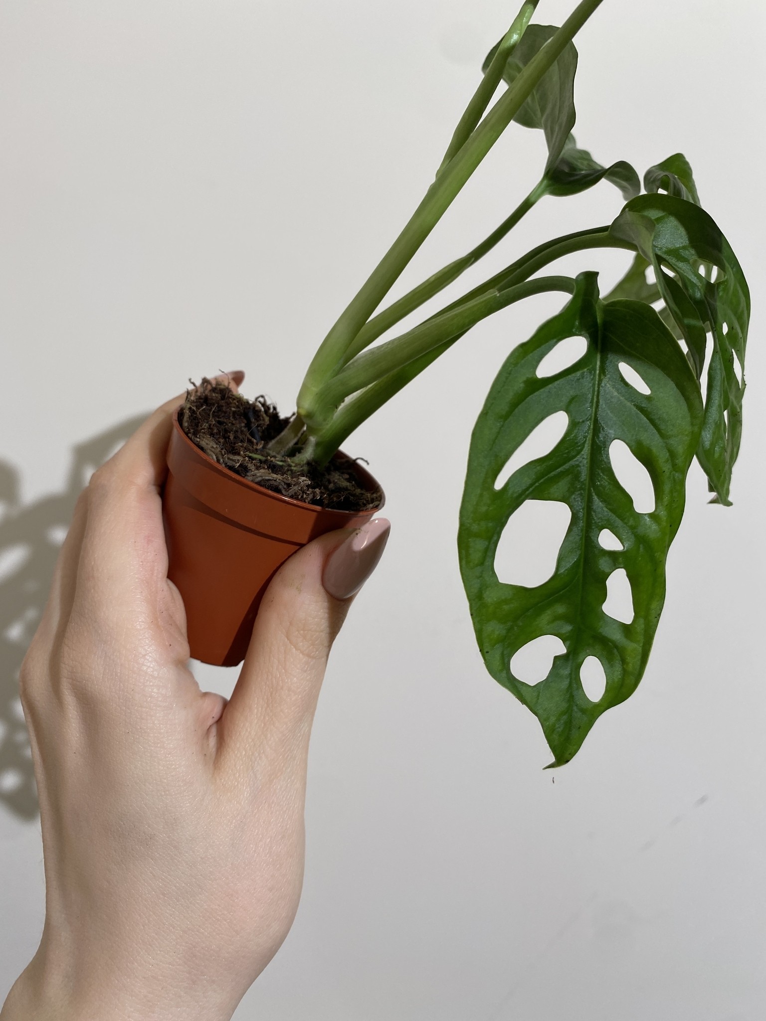Monstera Monkey Mask