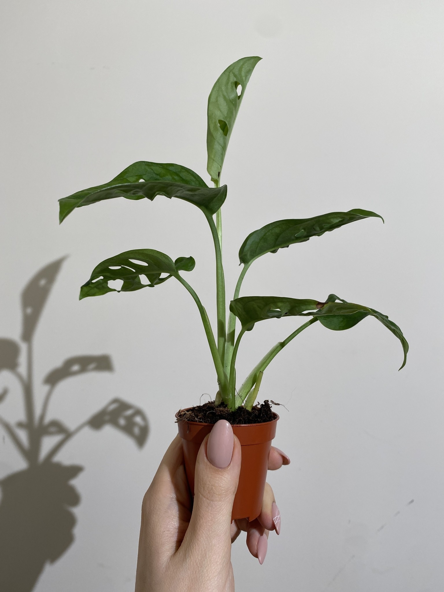 Monstera Monkey Mask
