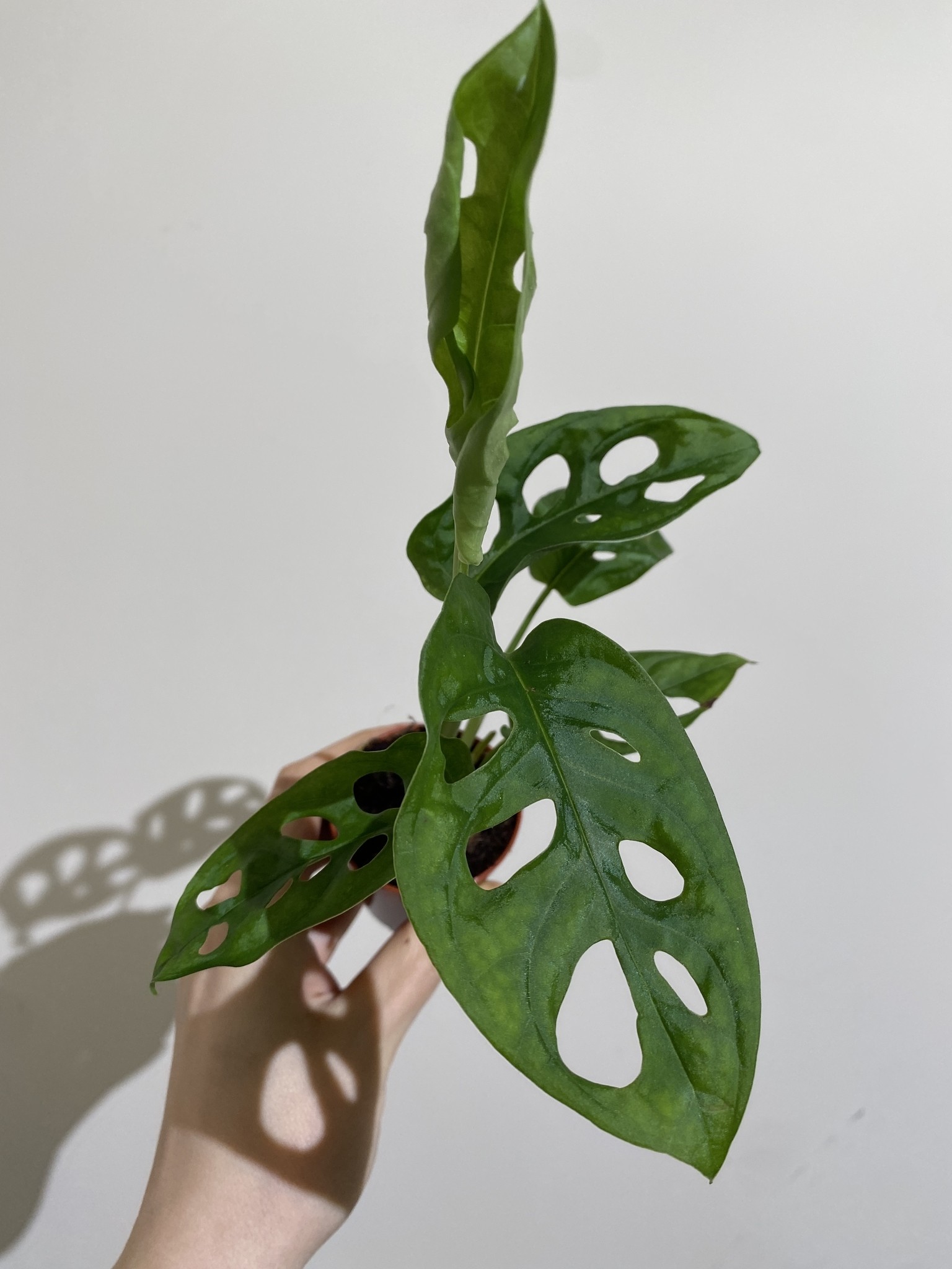 Monstera Monkey Mask
