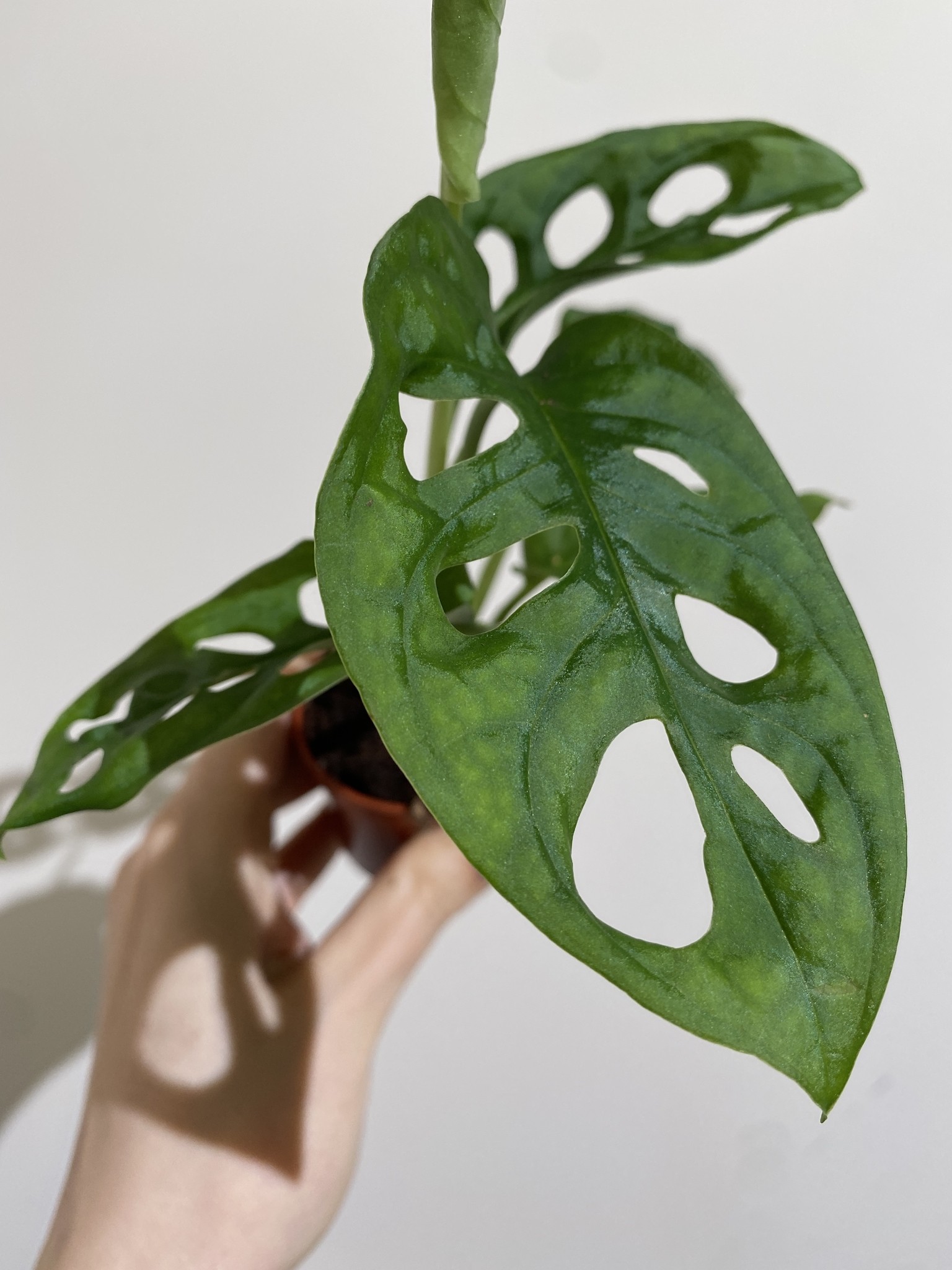 Monstera Monkey Mask