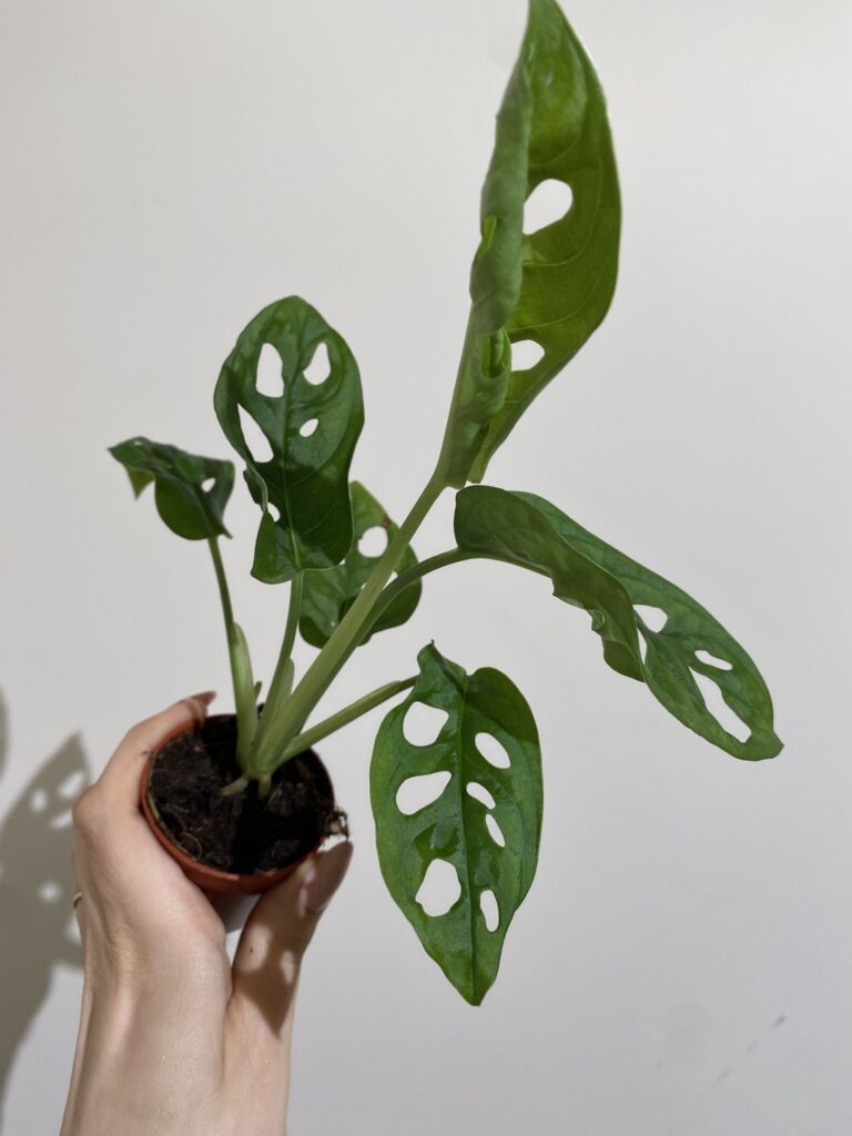 Monstera Monkey Mask