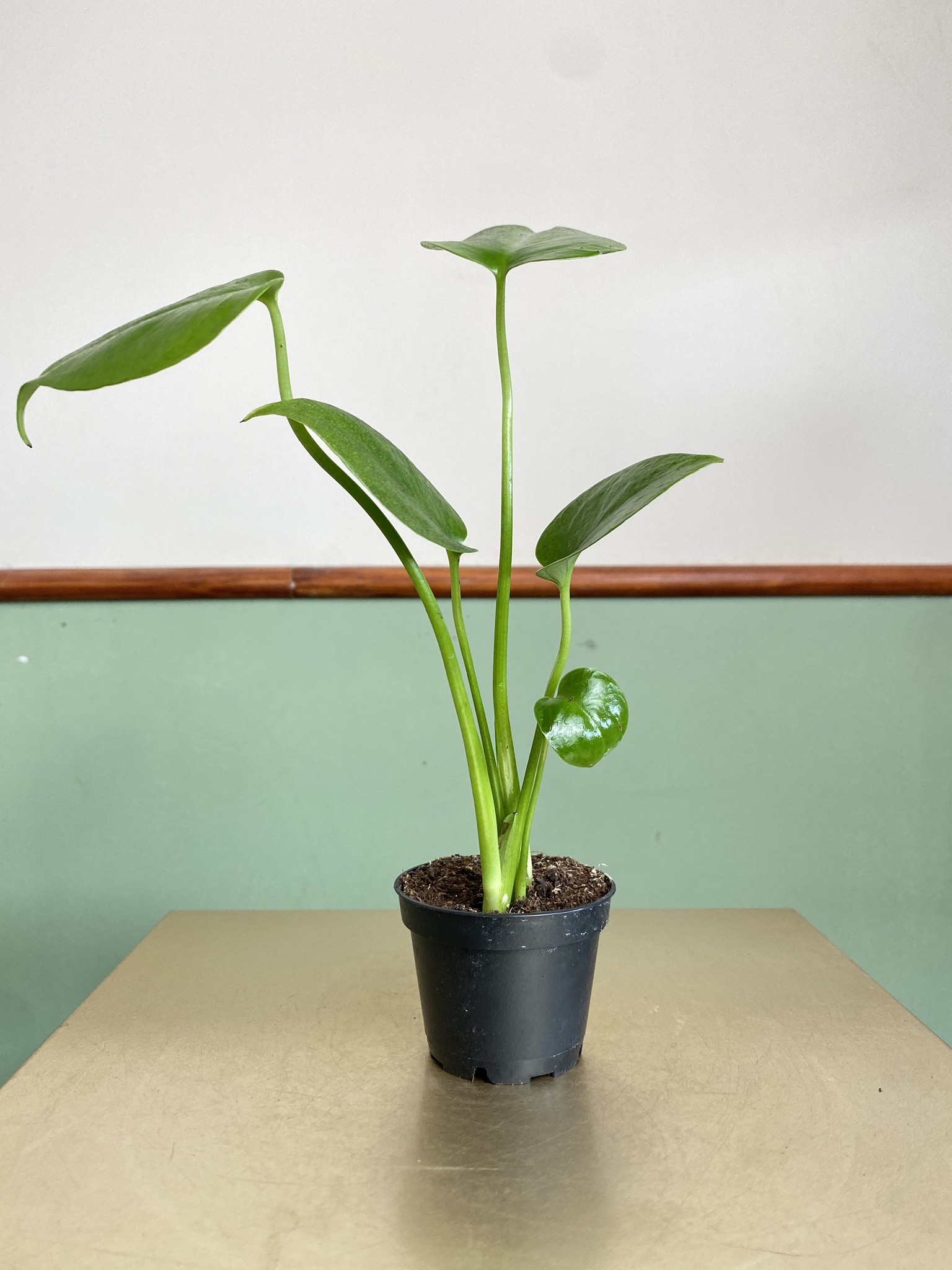 Monstera deliciosa (mała)