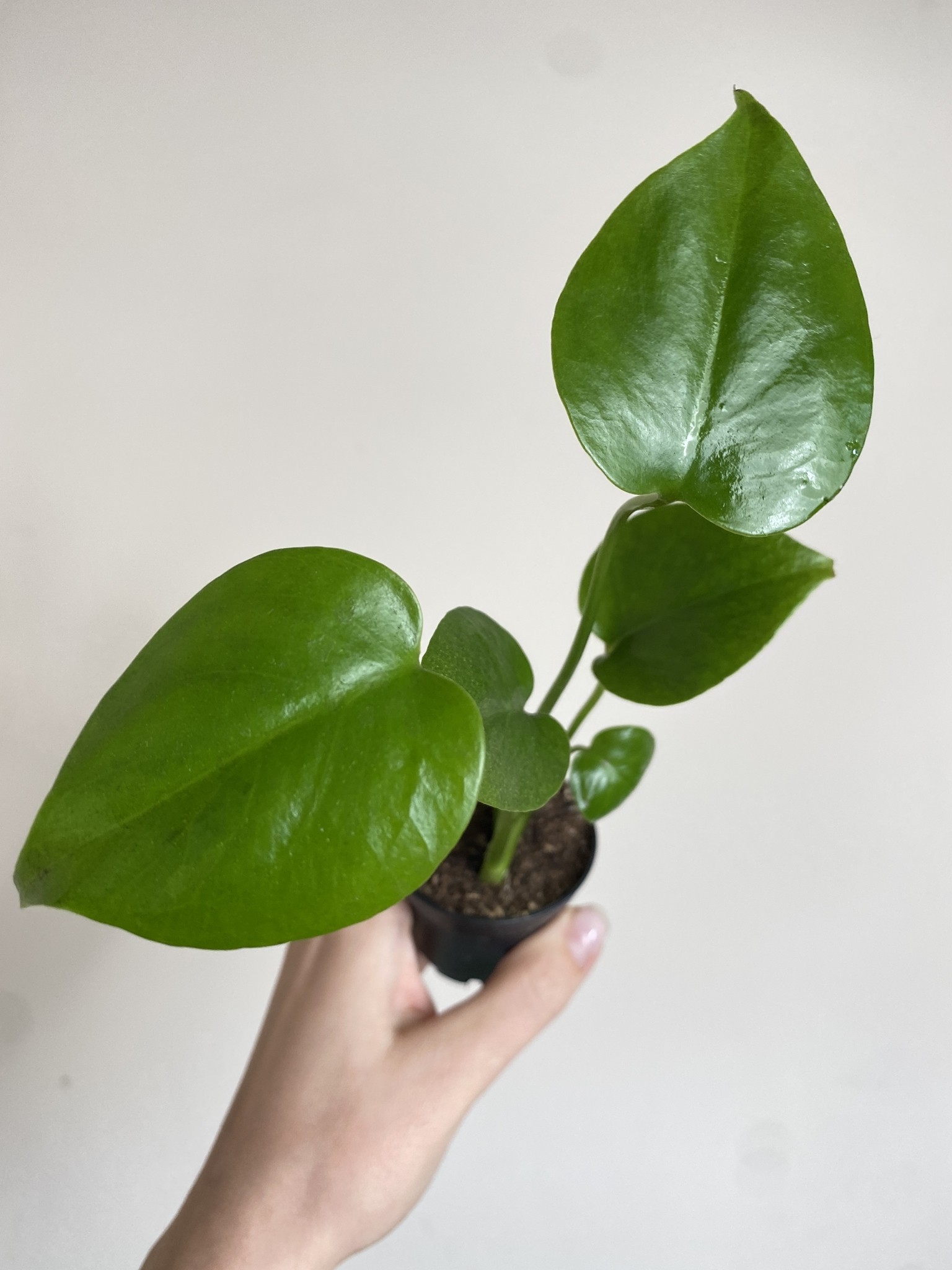 Monstera deliciosa (mała)