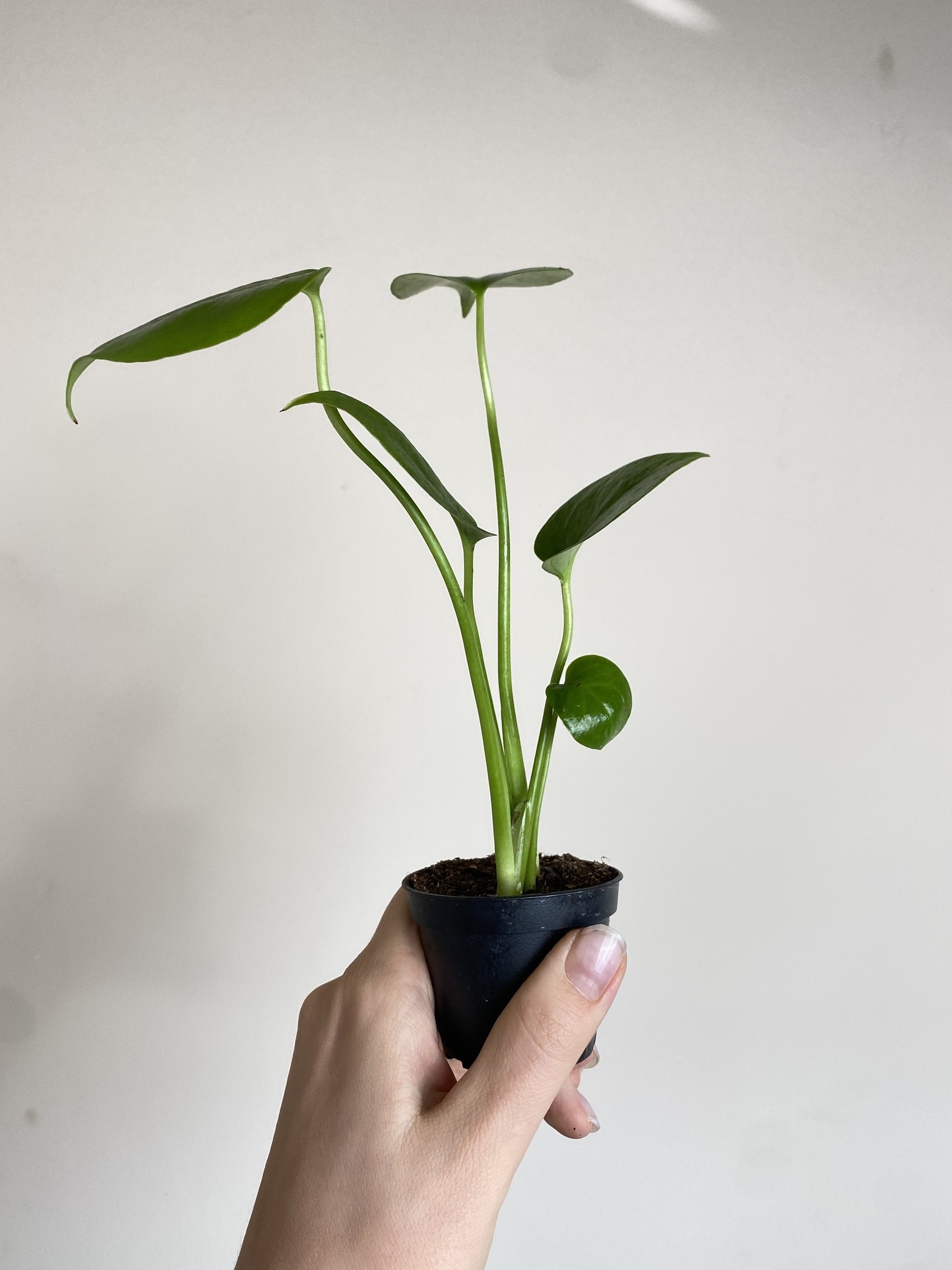 Monstera deliciosa (mała)