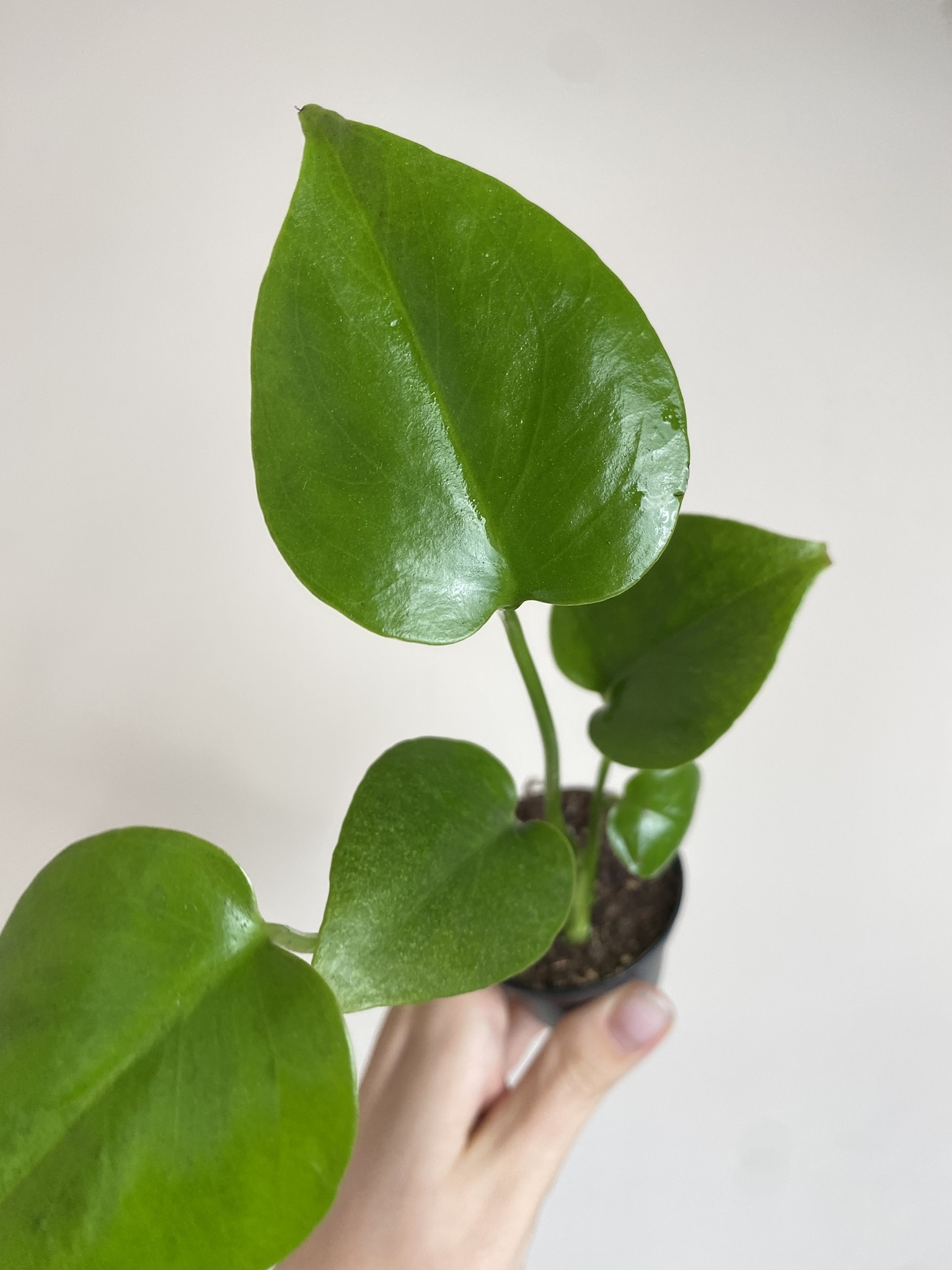 Monstera deliciosa (mała)