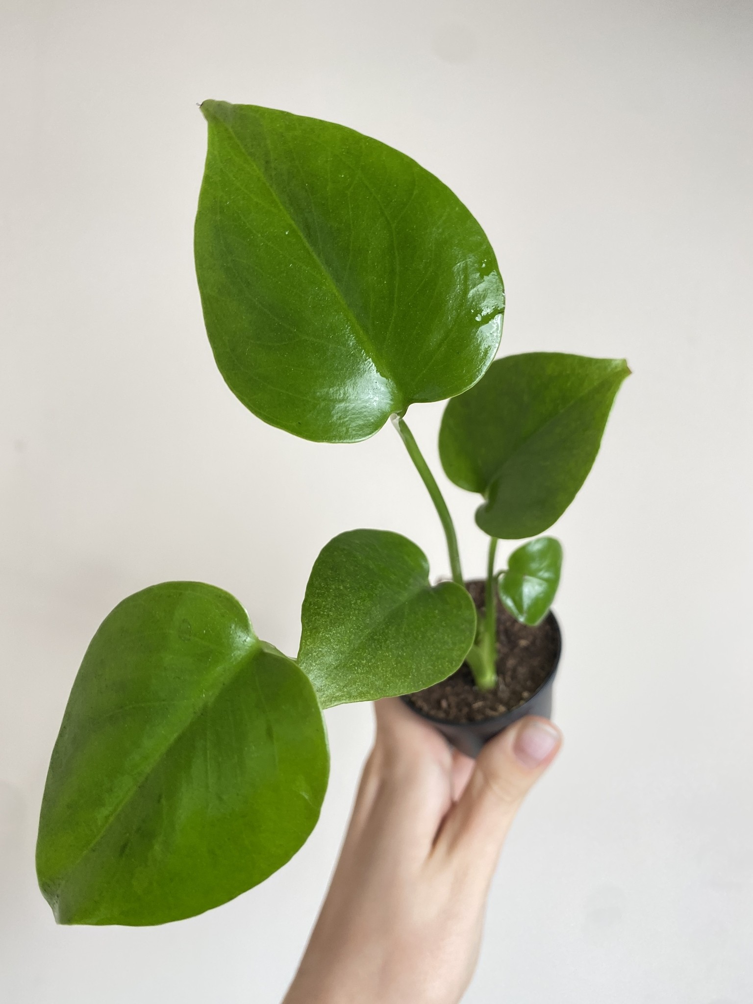 Monstera deliciosa (mała)