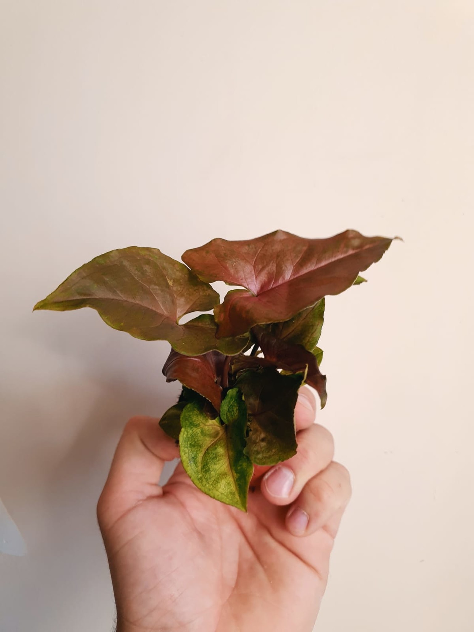 Syngonium Purple Beauty