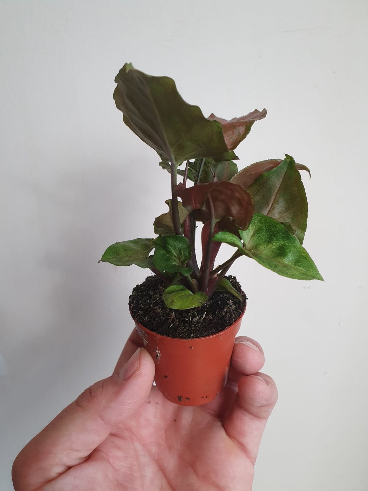 Syngonium Purple Beauty
