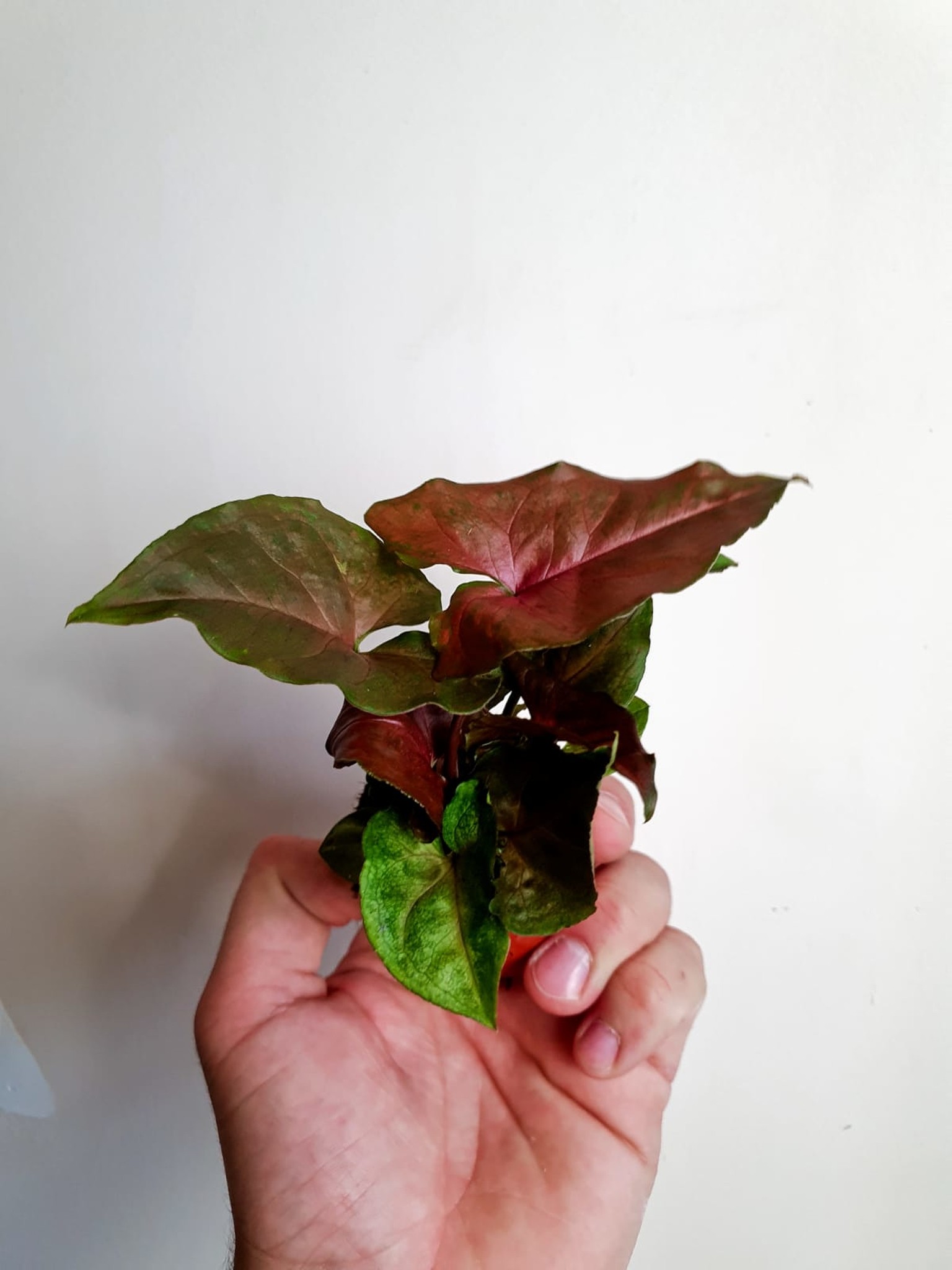 Syngonium Purple Beauty