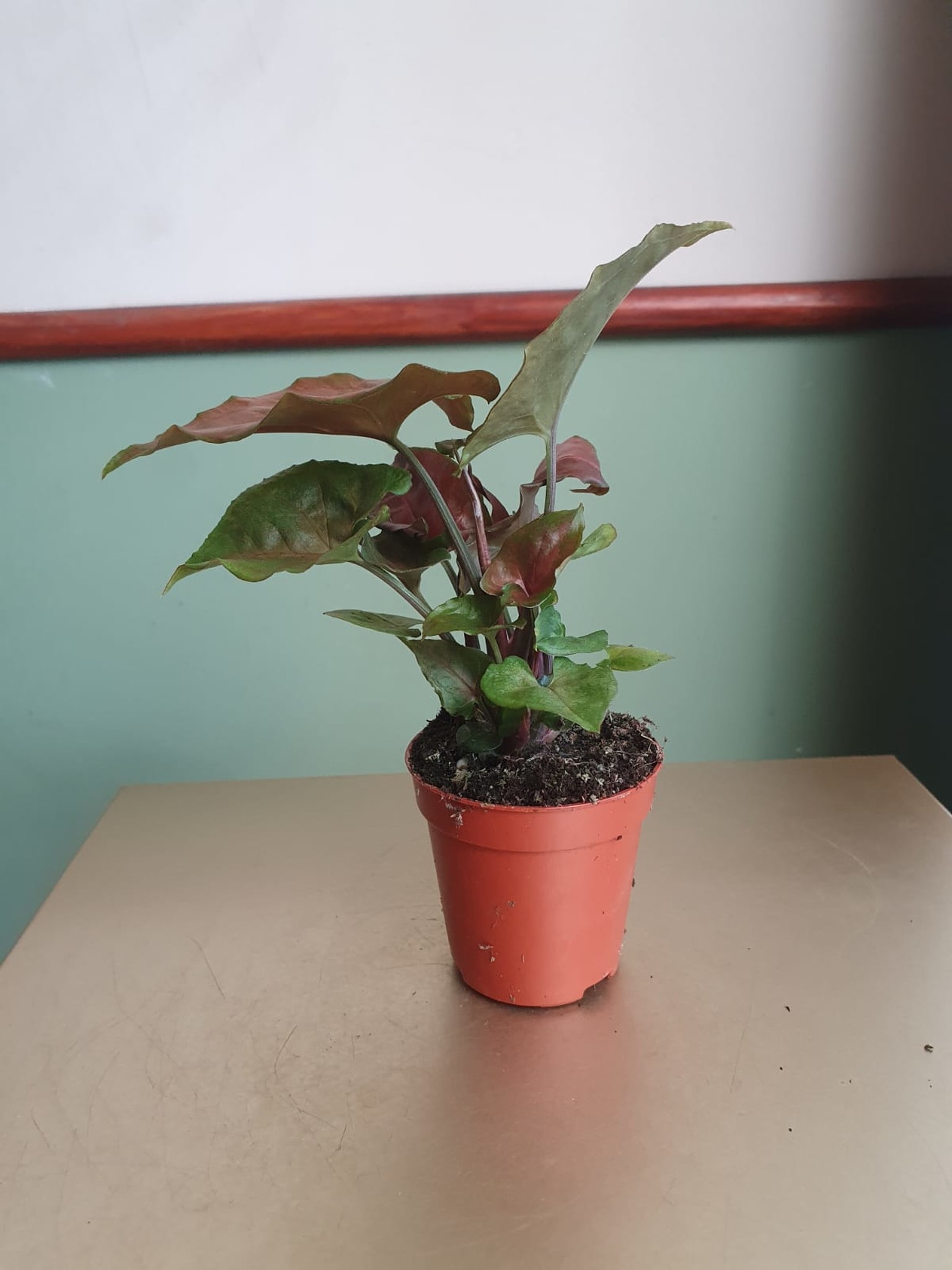 Syngonium Purple Beauty