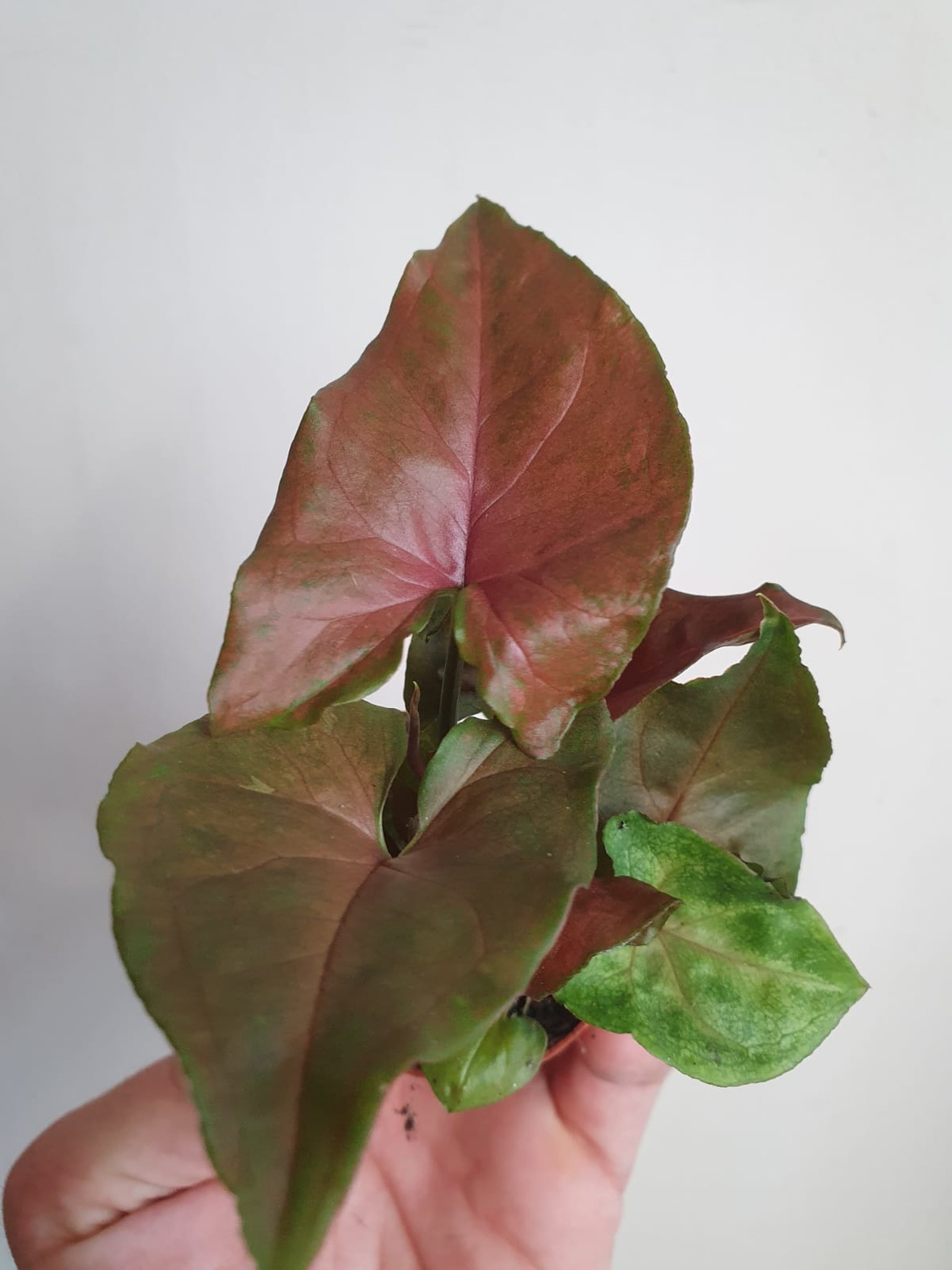 Syngonium Purple Beauty