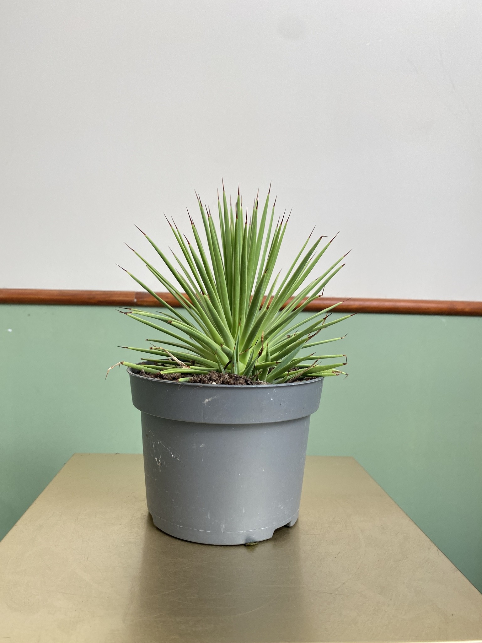 Agave stricta Nana (agawa)