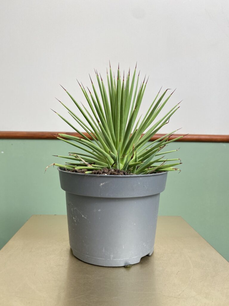 Agave stricta Nana (agawa)