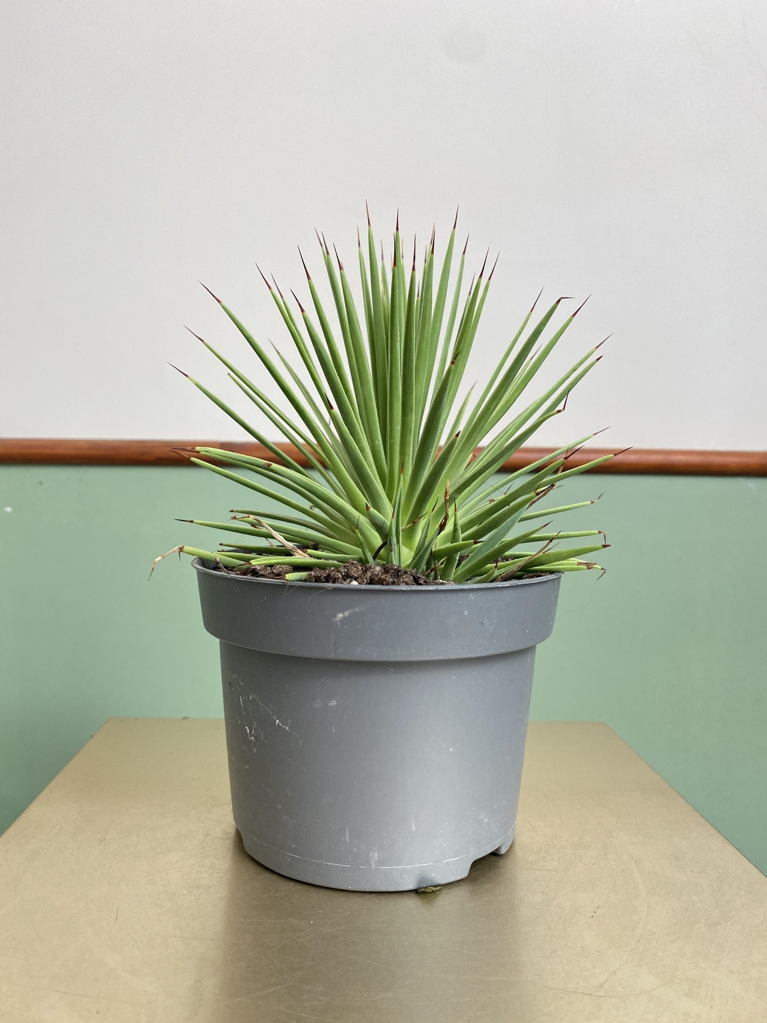 Agave stricta Nana (agawa)