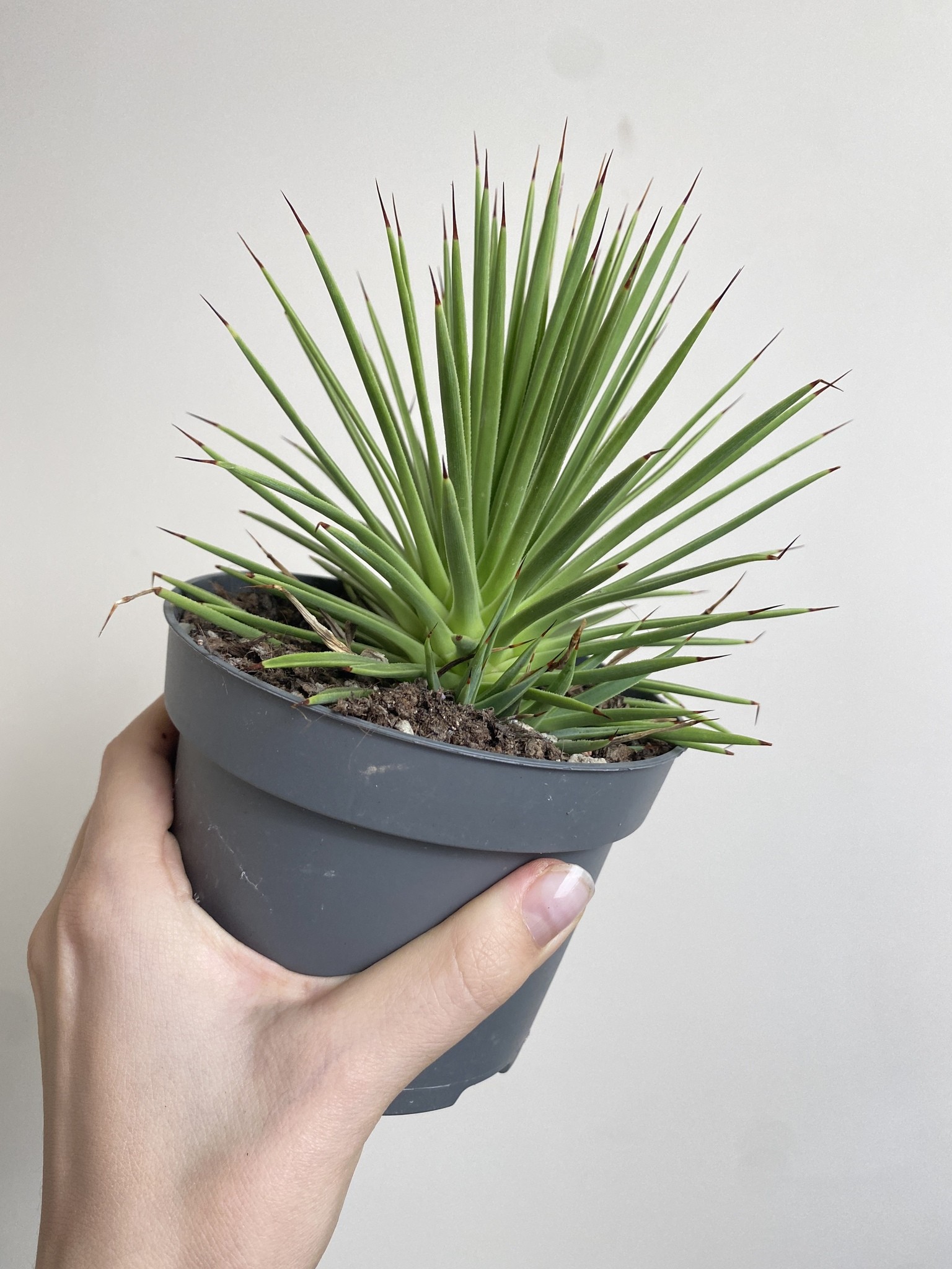 Agave stricta Nana (agawa)