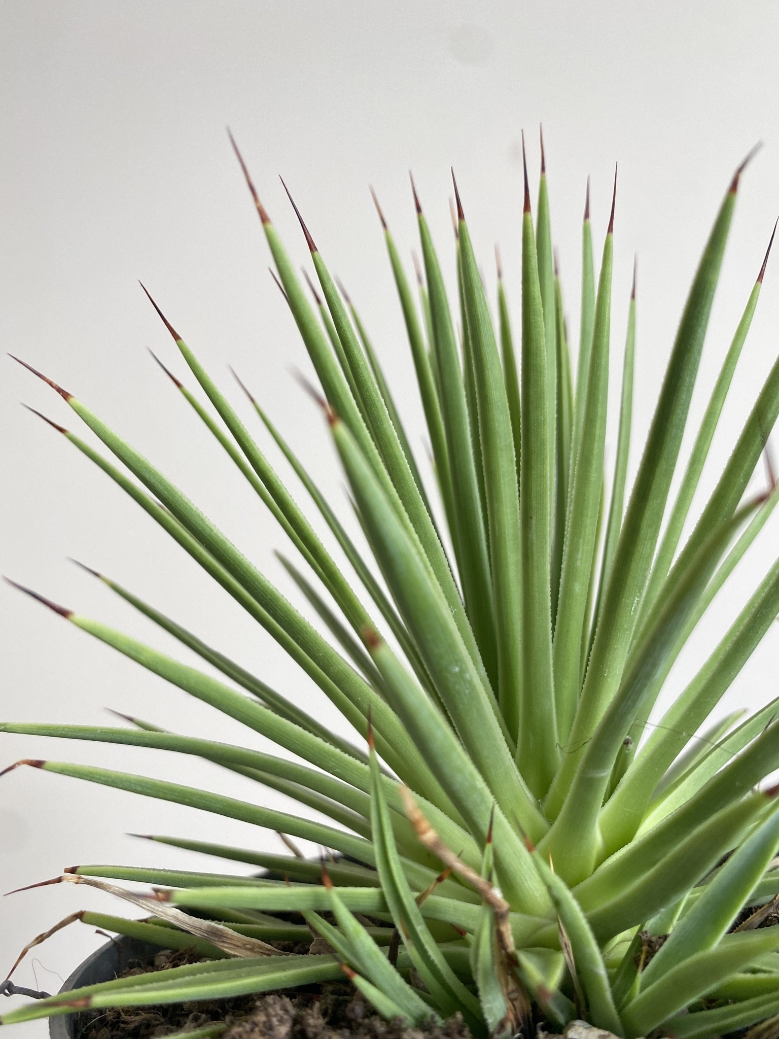 Agave stricta Nana (agawa)