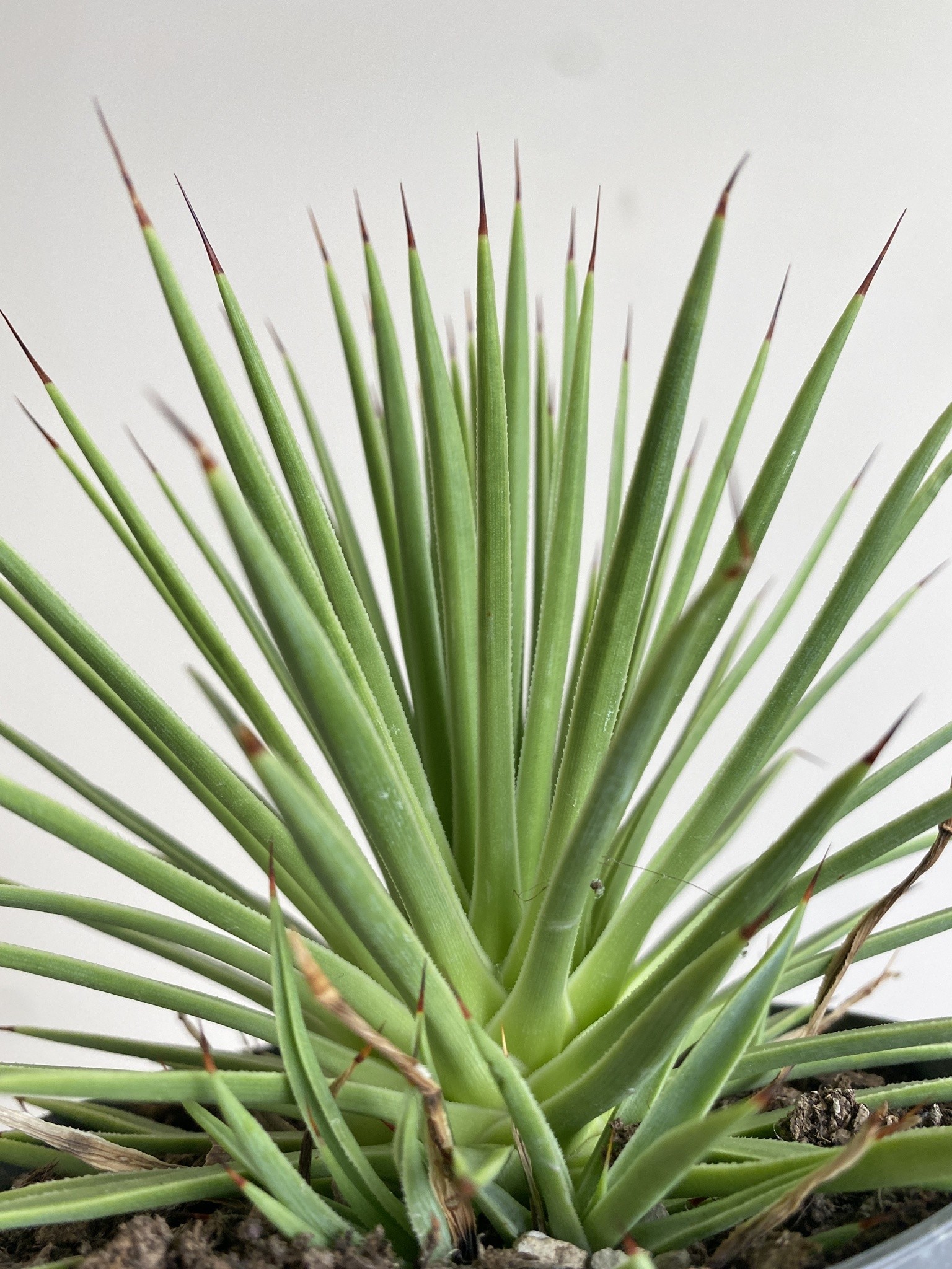 Agave stricta Nana (agawa)