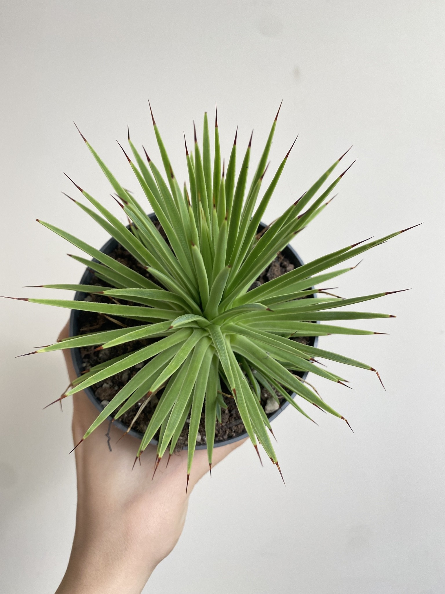 Agave stricta Nana (agawa)