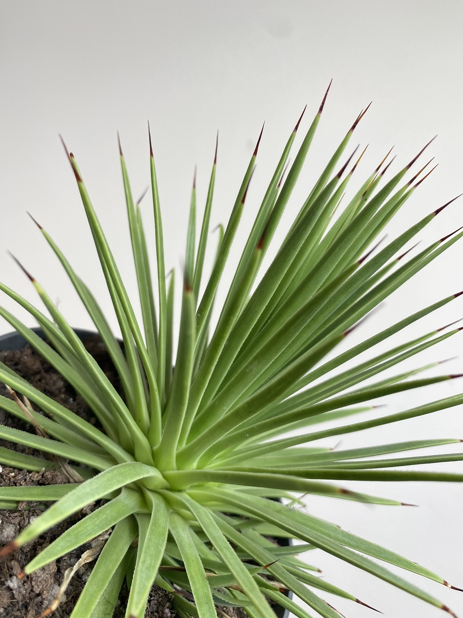 Agave stricta Nana (agawa)