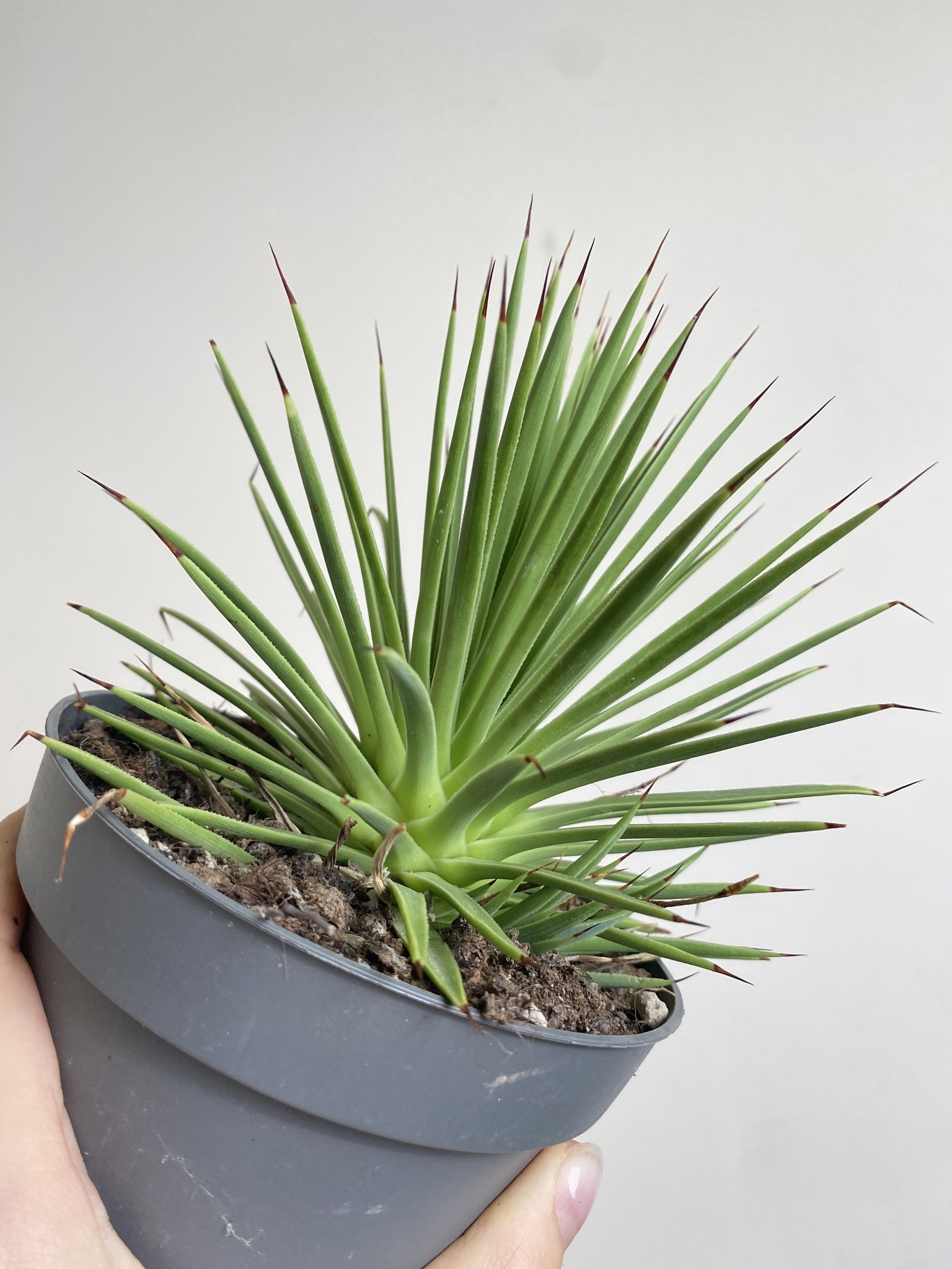 Agave stricta Nana (agawa)