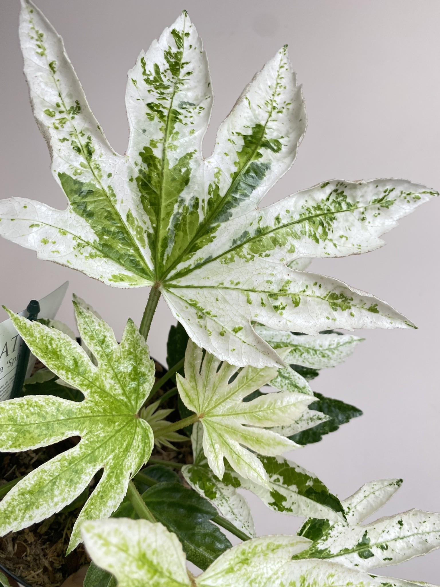 Fatsia Japonica Spider`s Web