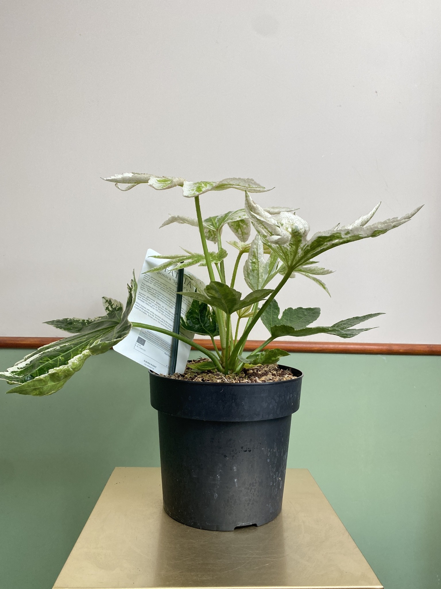 Fatsia Japonica Spider`s Web