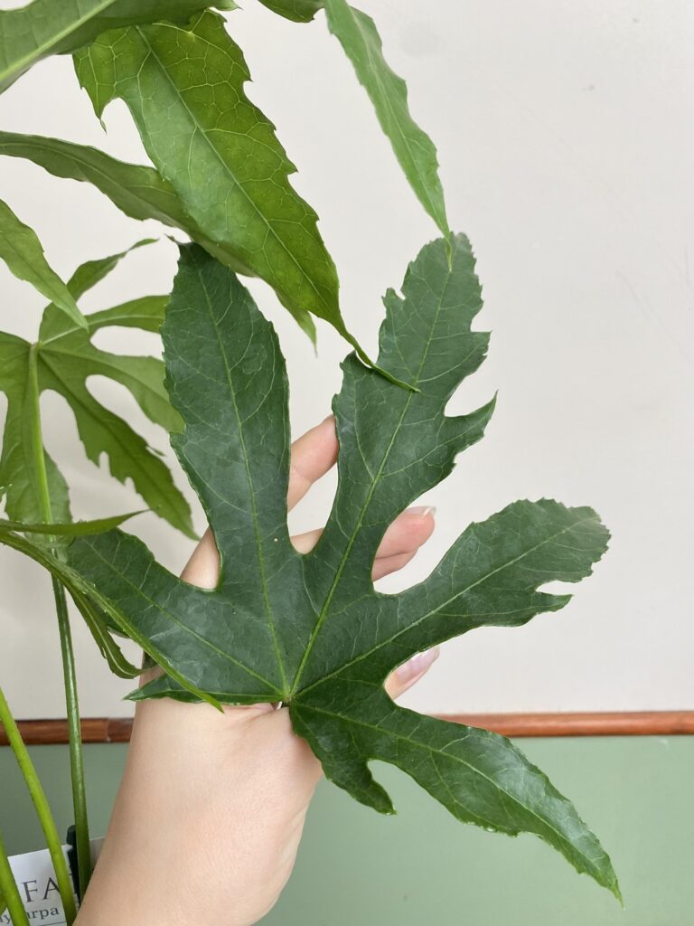 Fatsia poly. Green Fingers