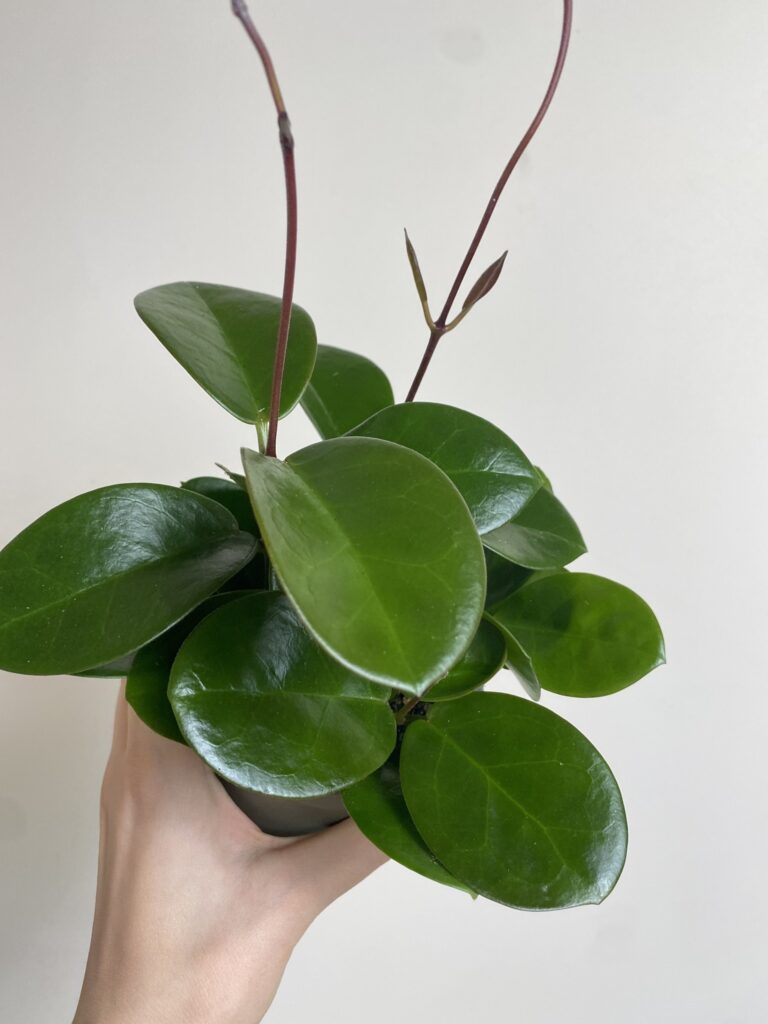 Hoya australis