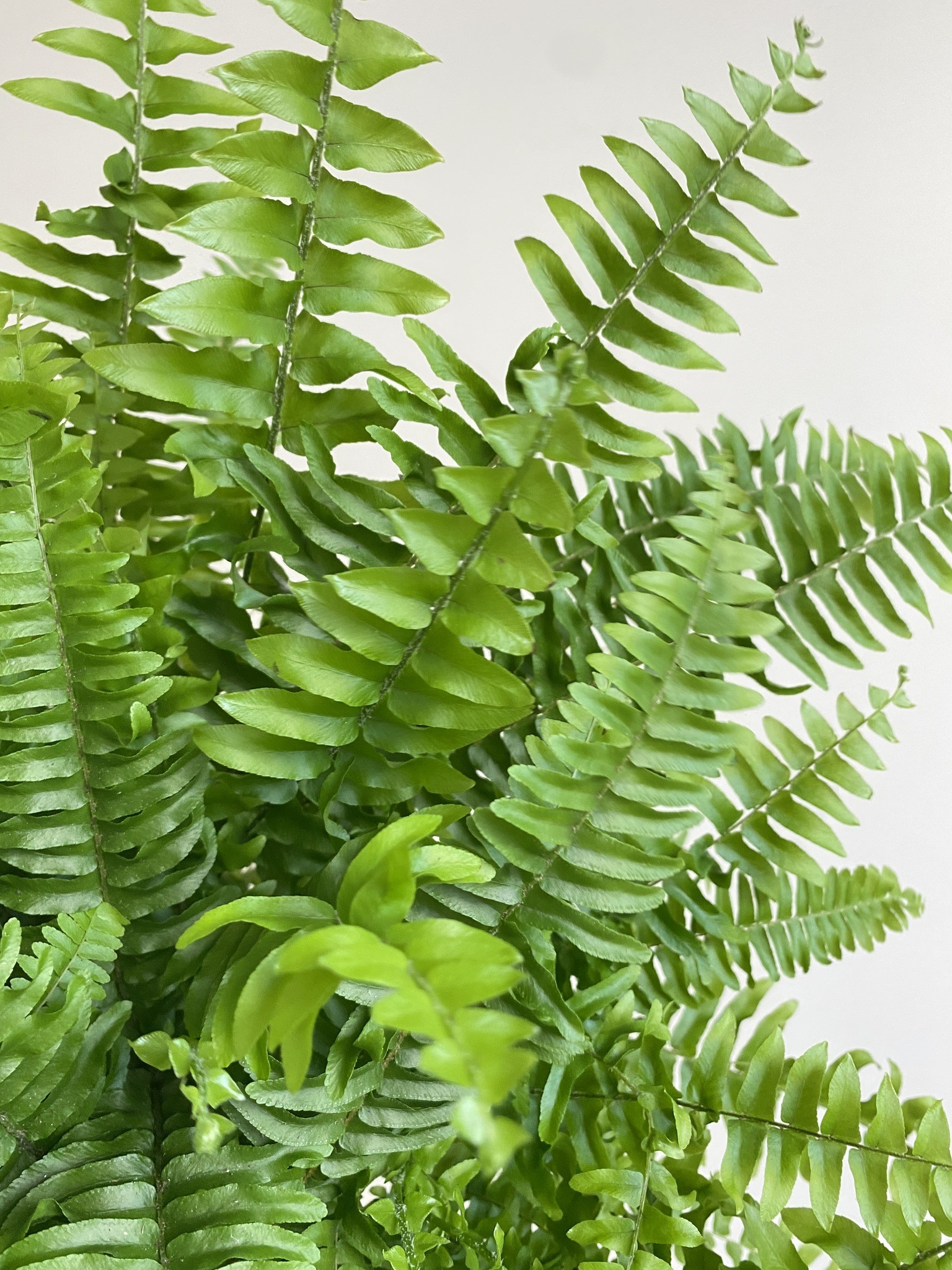 Nephrolepis Green Moment Paproć