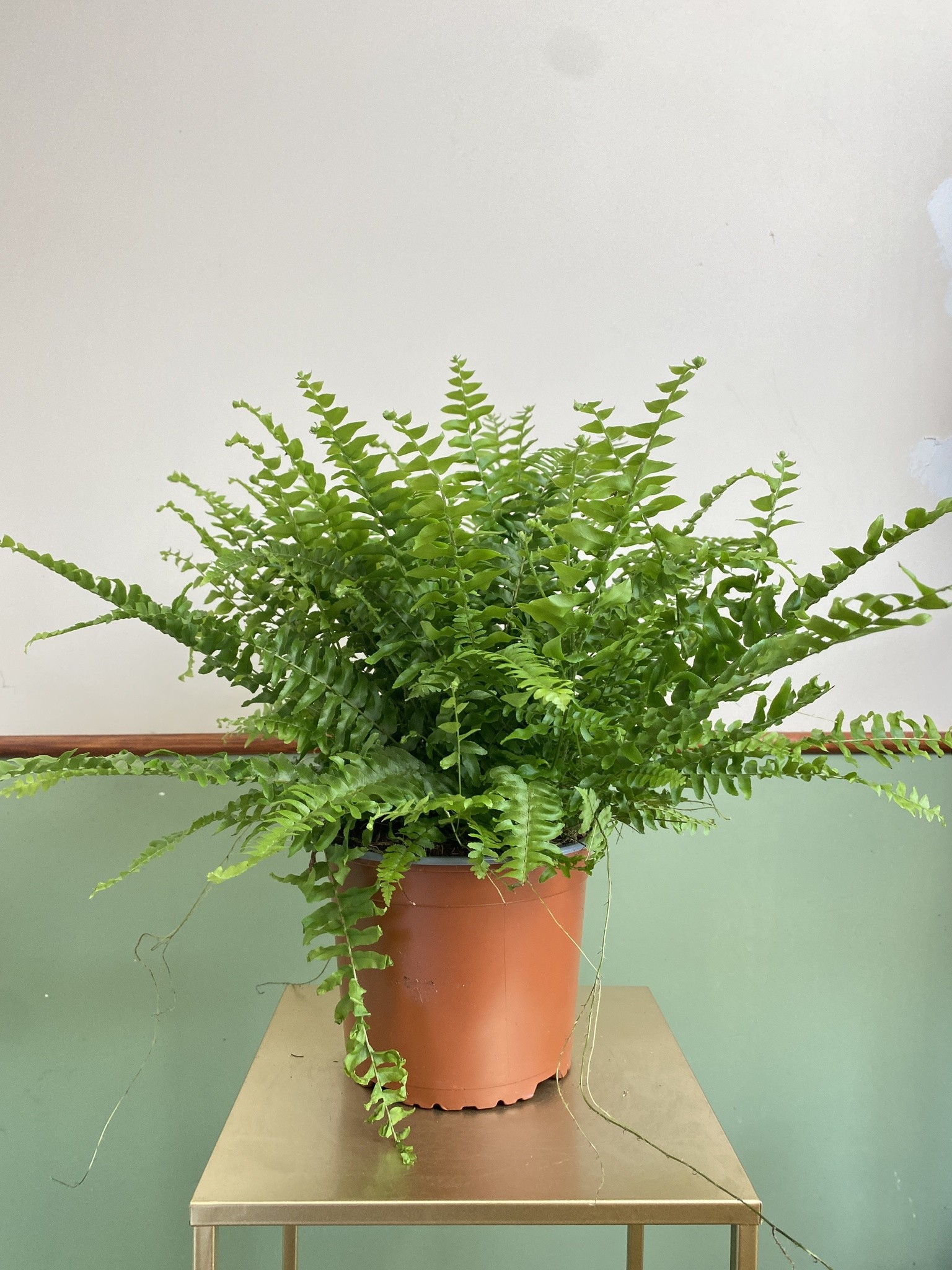 Nephrolepis Green Moment Paproć