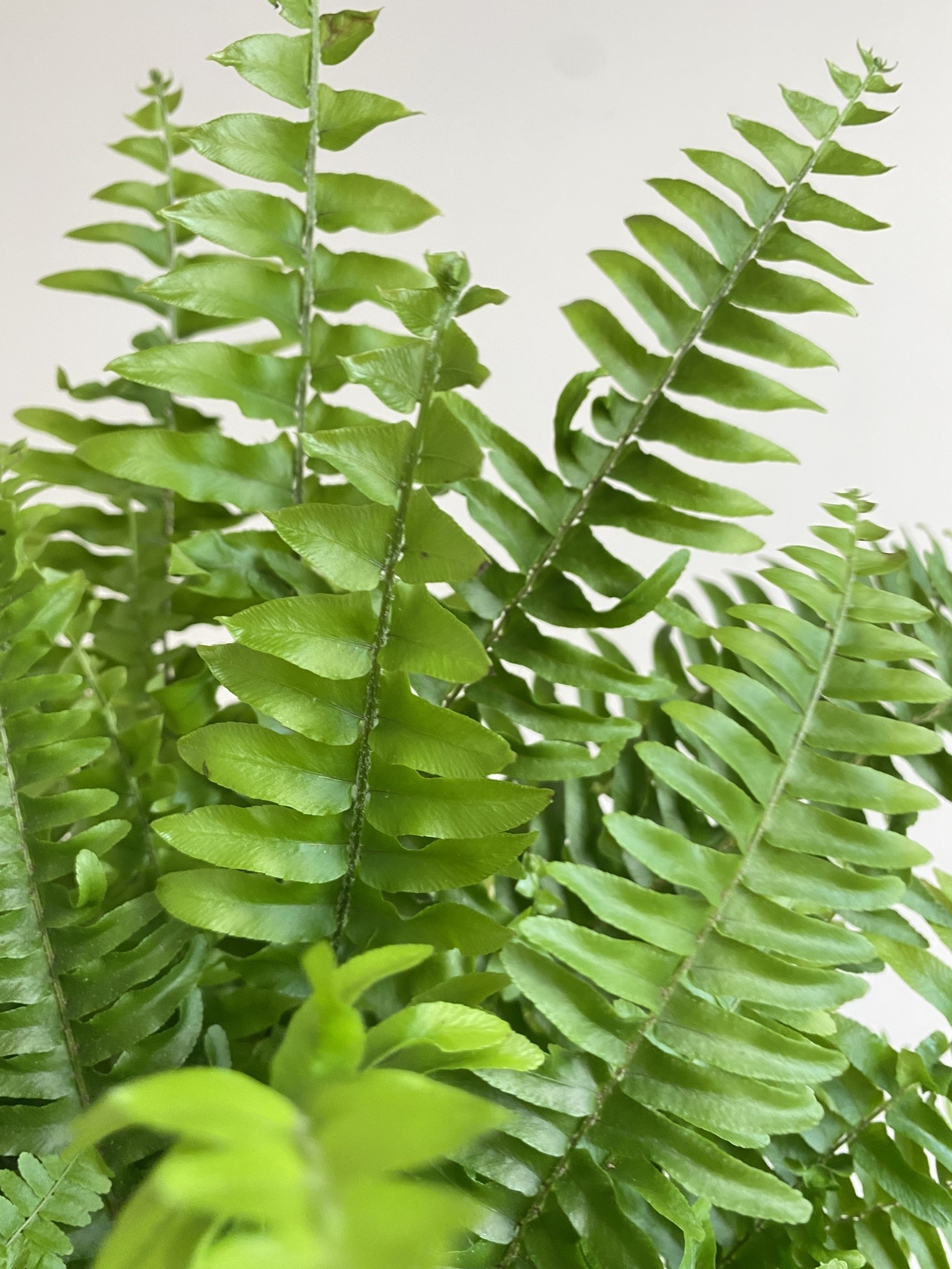 Nephrolepis Green Moment Paproć