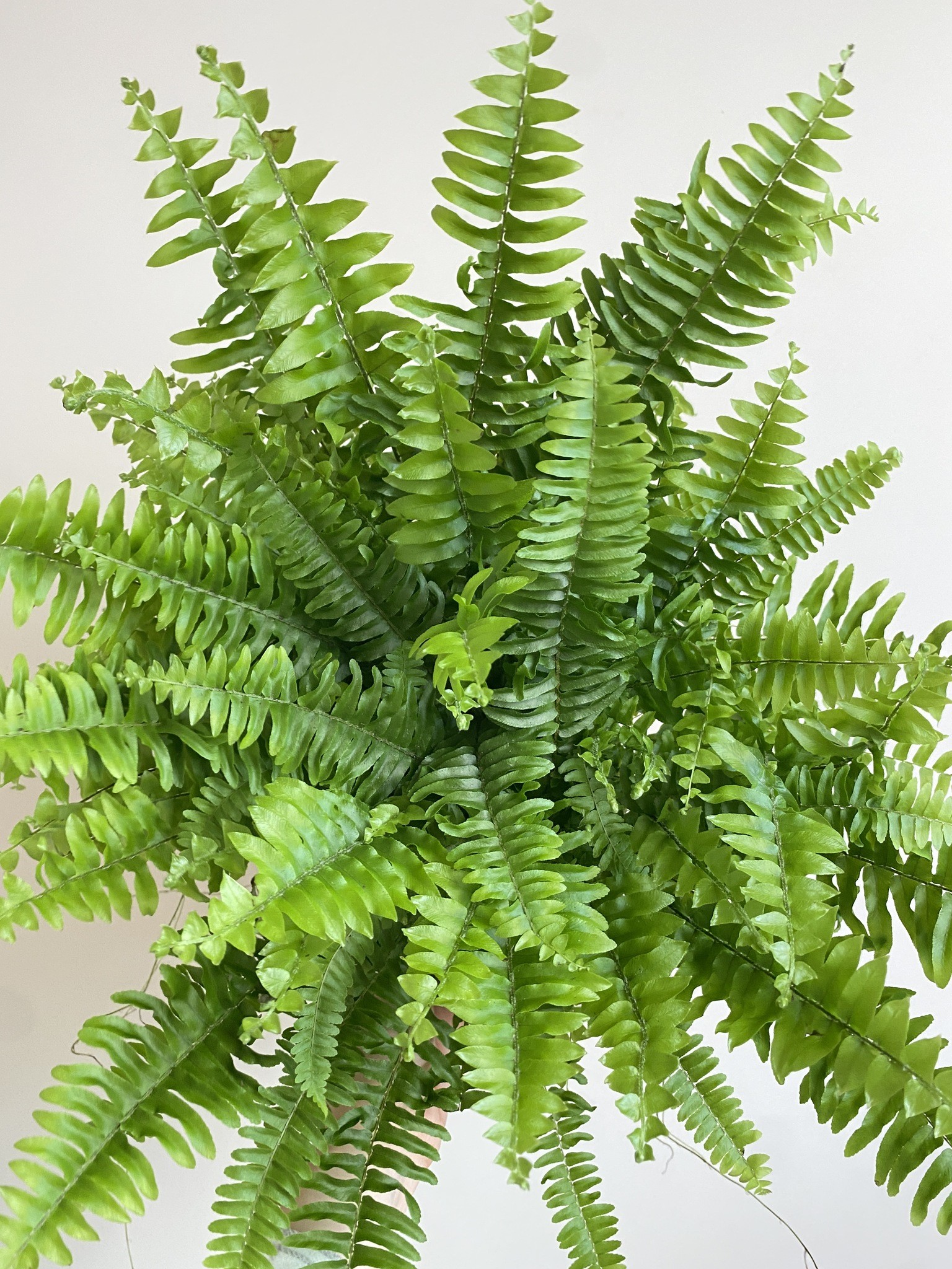 Nephrolepis Green Moment Paproć