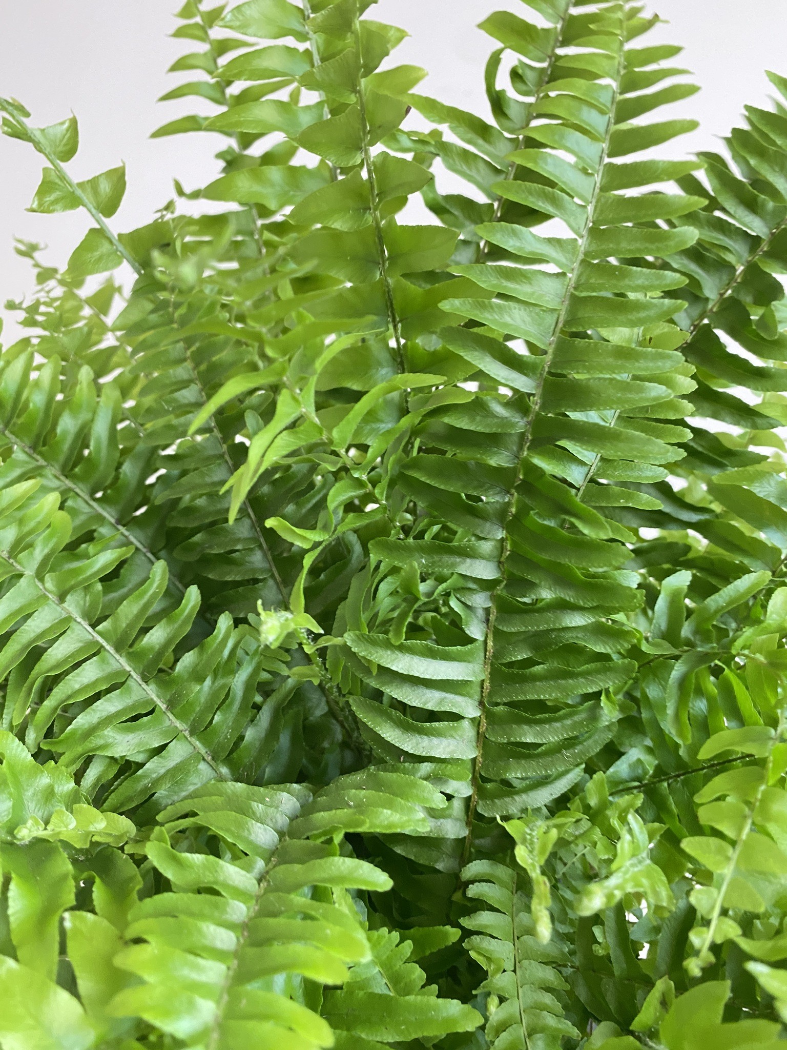 Nephrolepis Green Moment Paproć