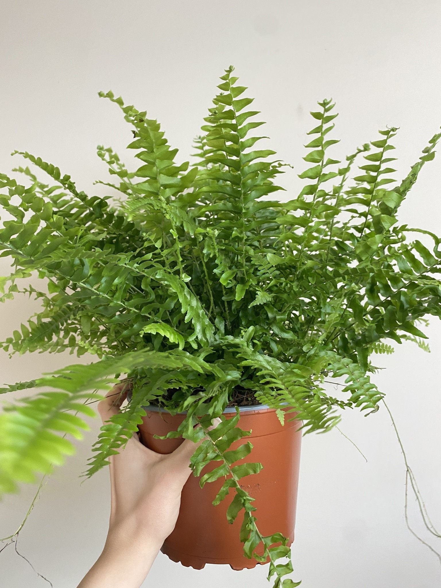 Nephrolepis Green Moment Paproć