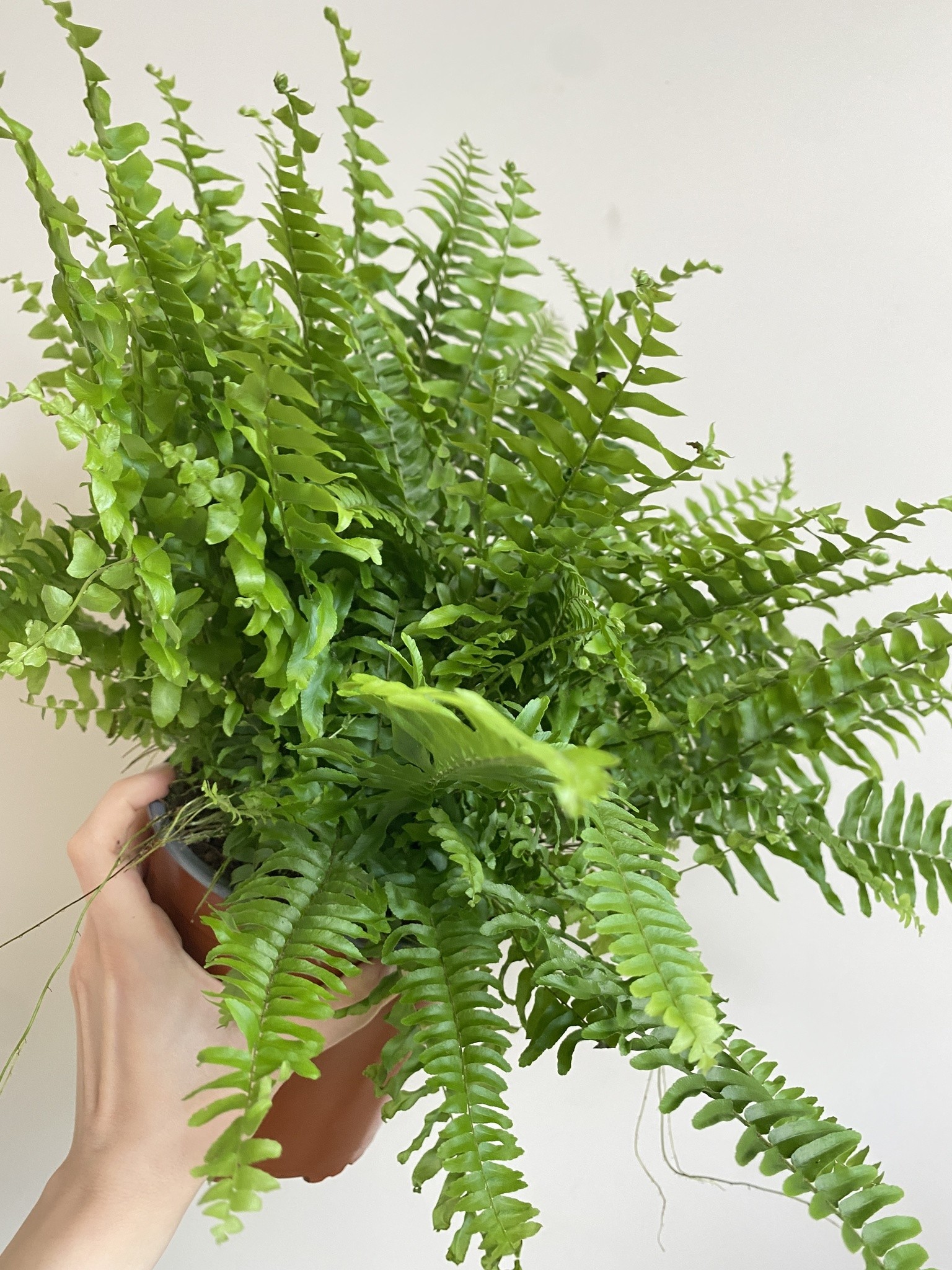 Nephrolepis Green Moment Paproć