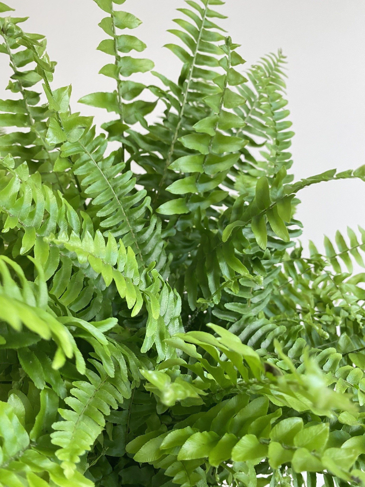 Nephrolepis Green Moment Paproć