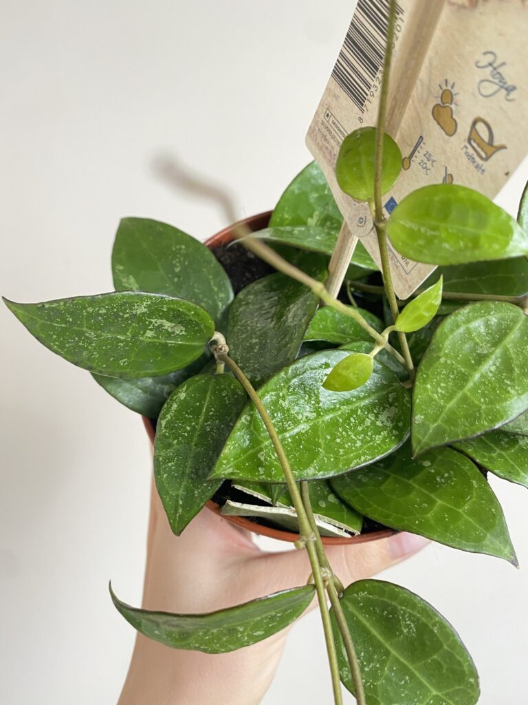 Hoya Black Margin