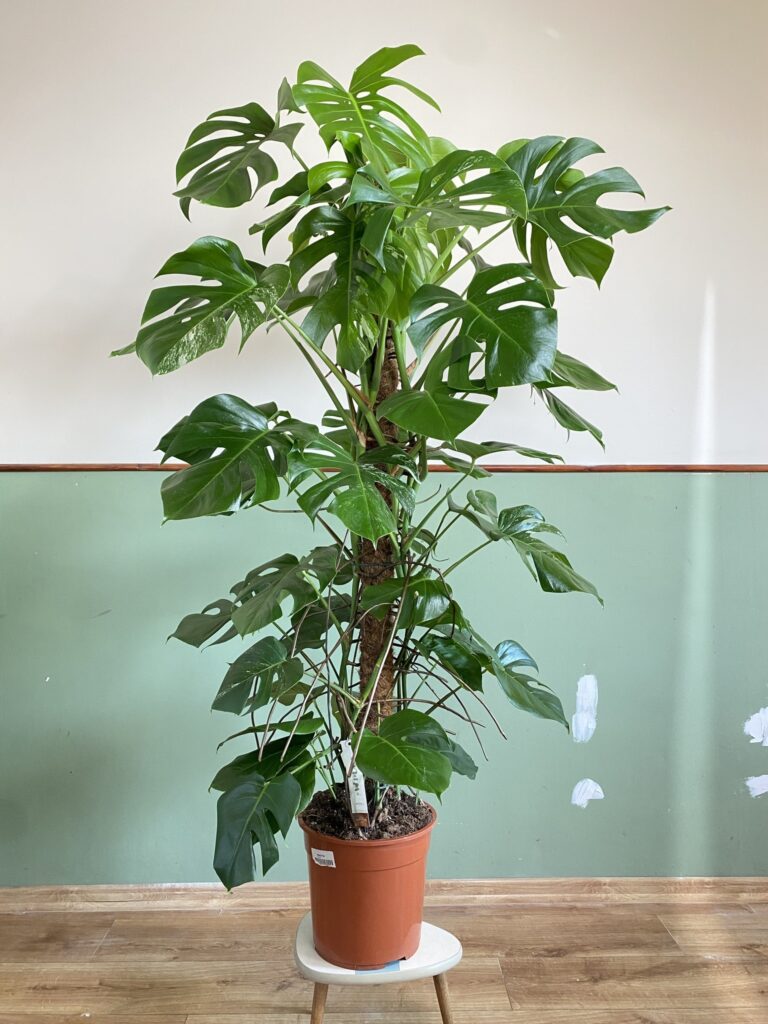 Monstera Variegata (duża)
