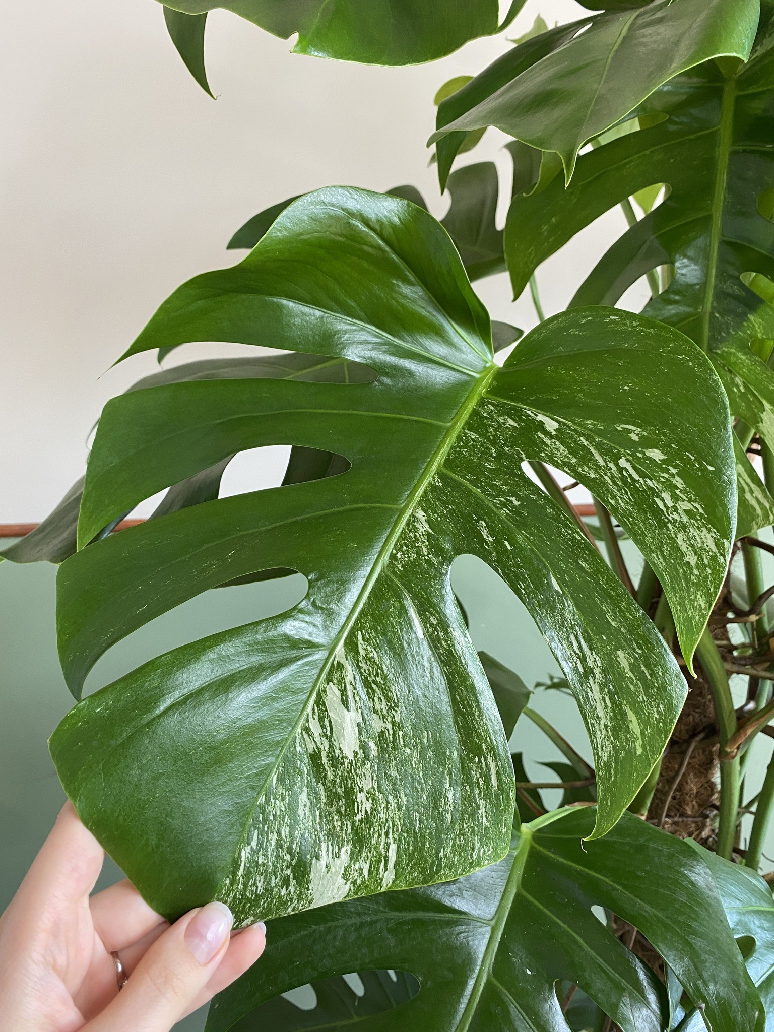 Monstera Variegata (duża)